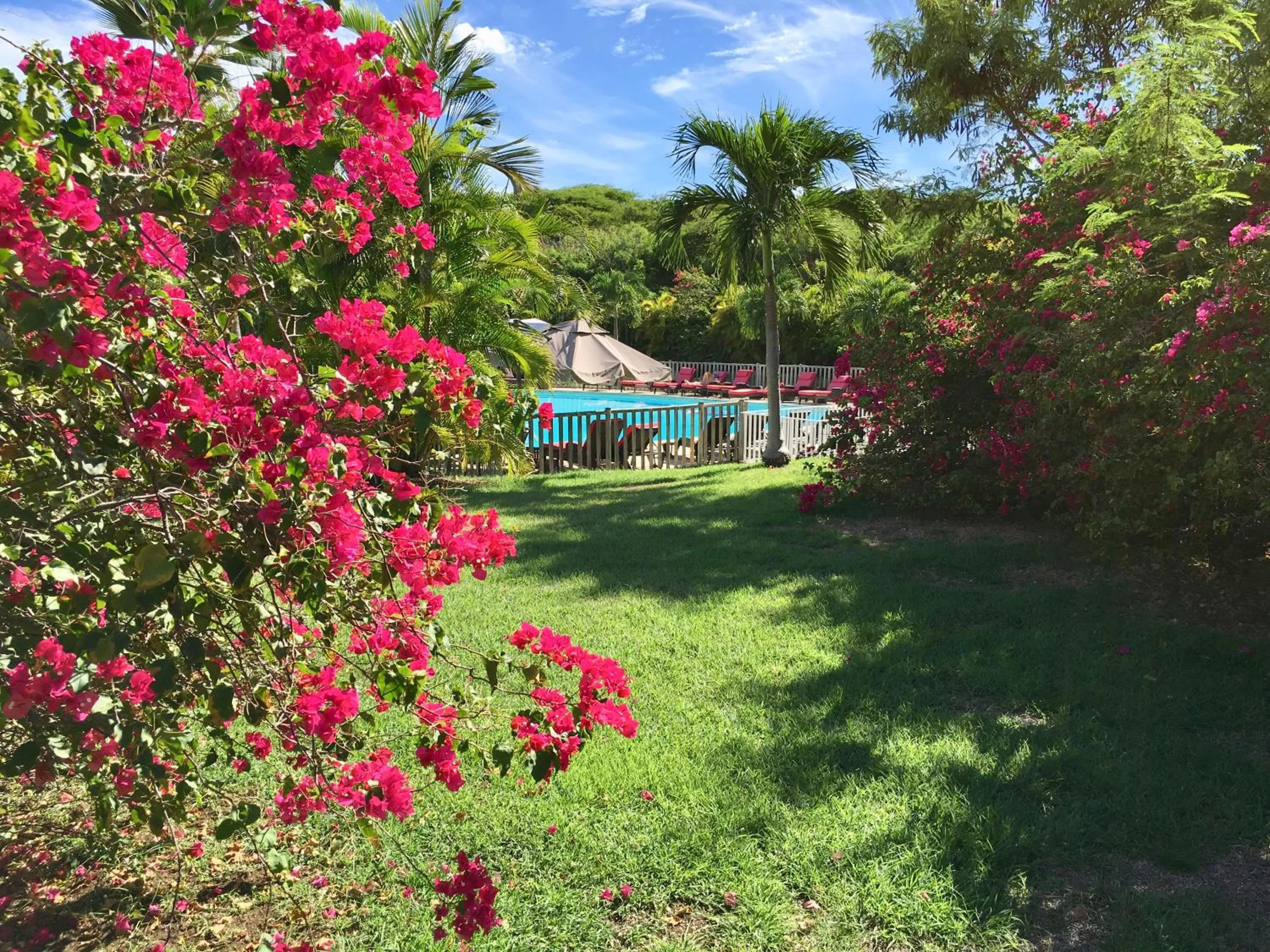 Pool view in Résidence Le Vallon Guadeloupe Parc Piscine Appartements & Studios