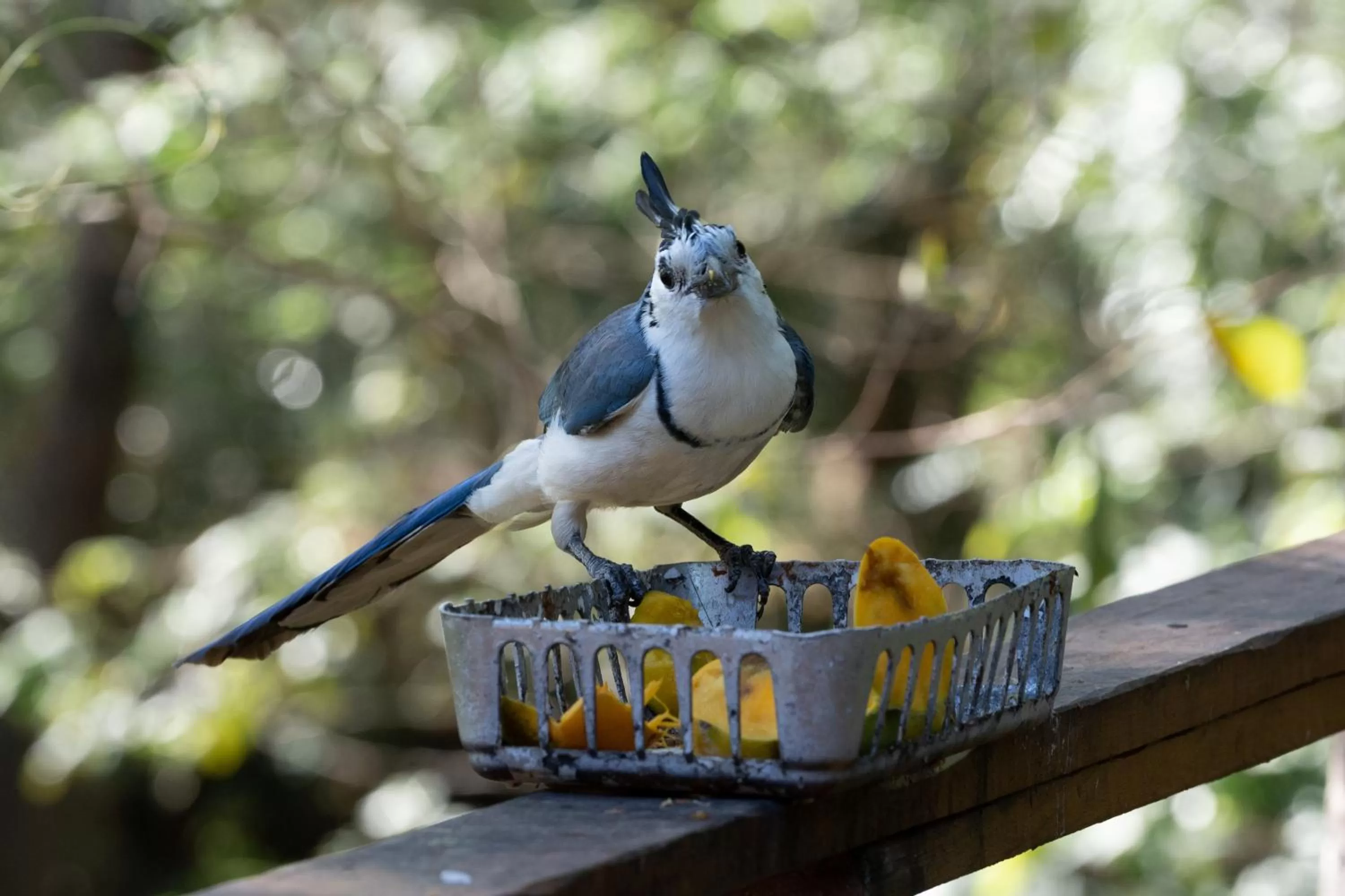 Other Animals in Antema Lodge Secteur Tamarindo, piscine, yoga, gym, jungle et paix