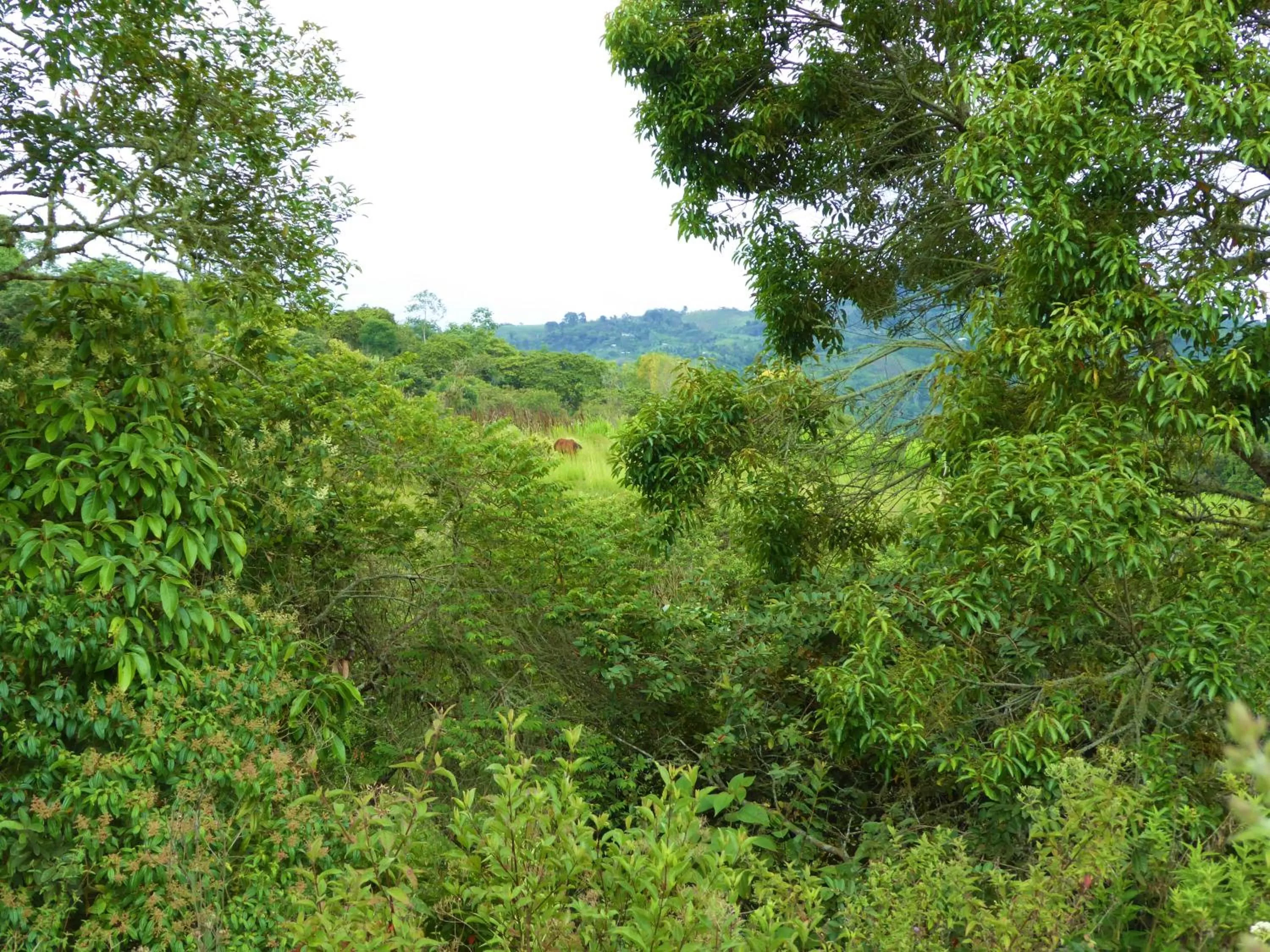 Natural landscape in Finca El Cielo