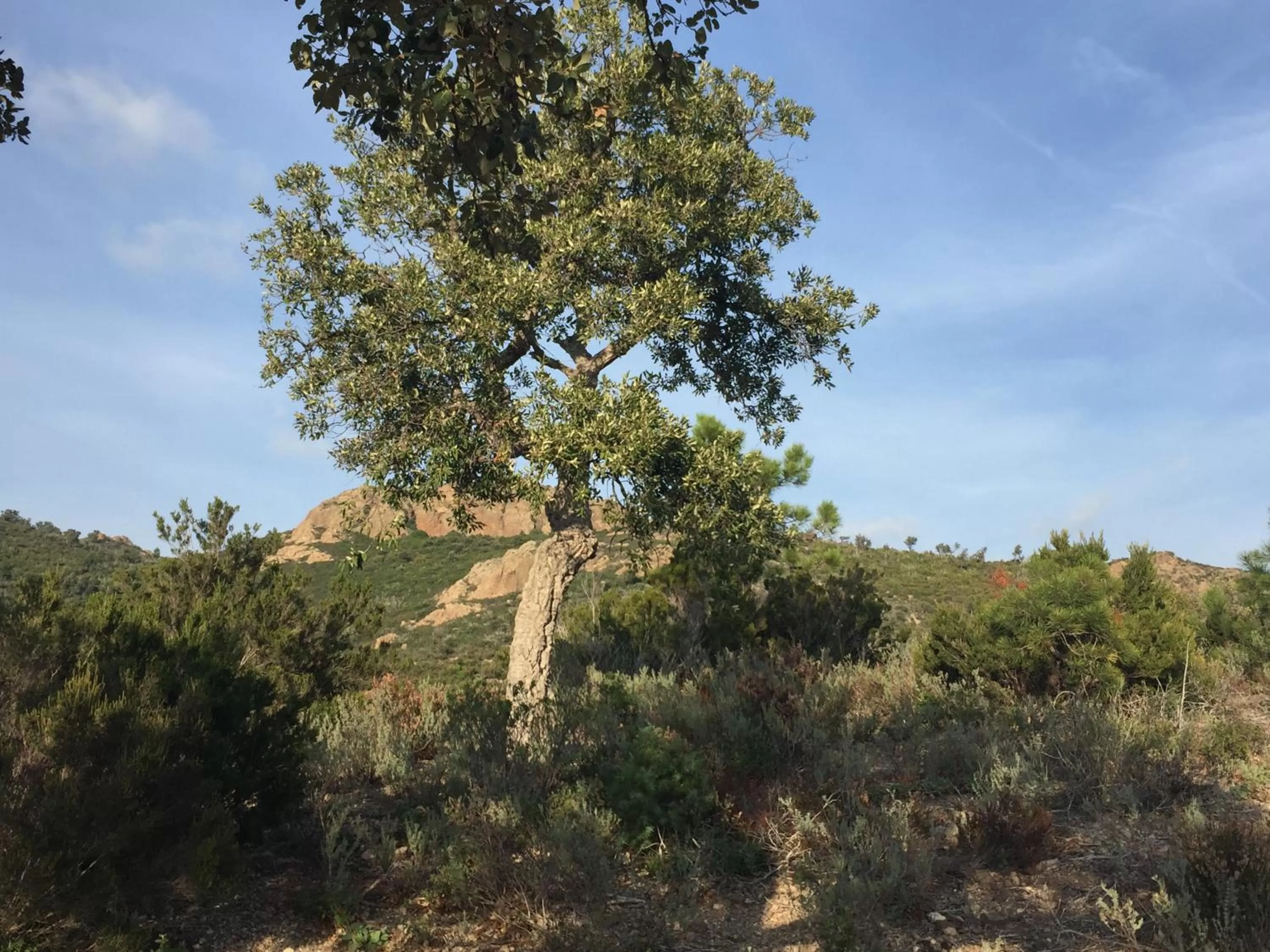 Nearby landmark in ibis Styles Fréjus St Raphael