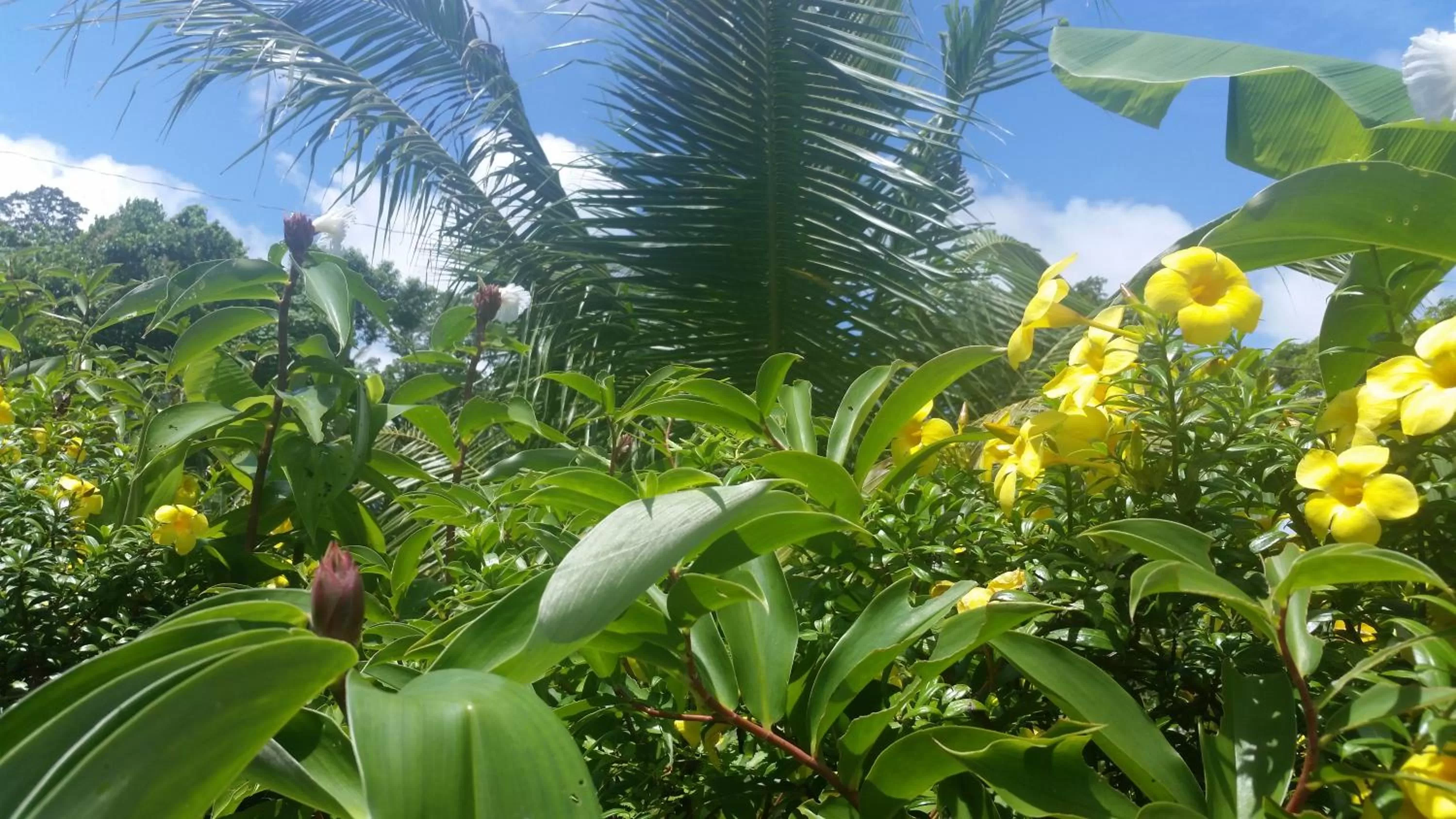 Garden in Banana Grove El Nido