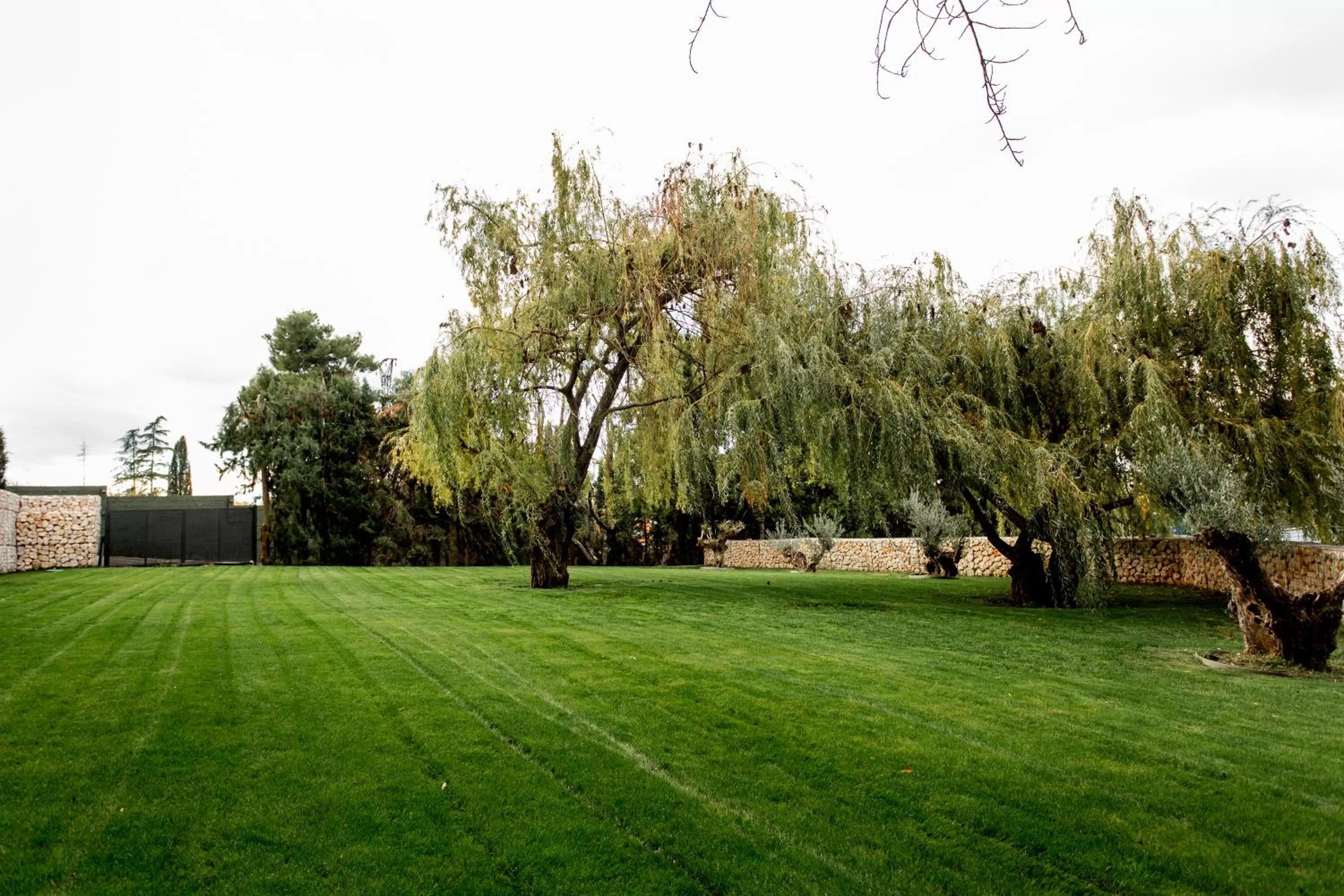 Natural landscape in Hotel Pax Guadalajara