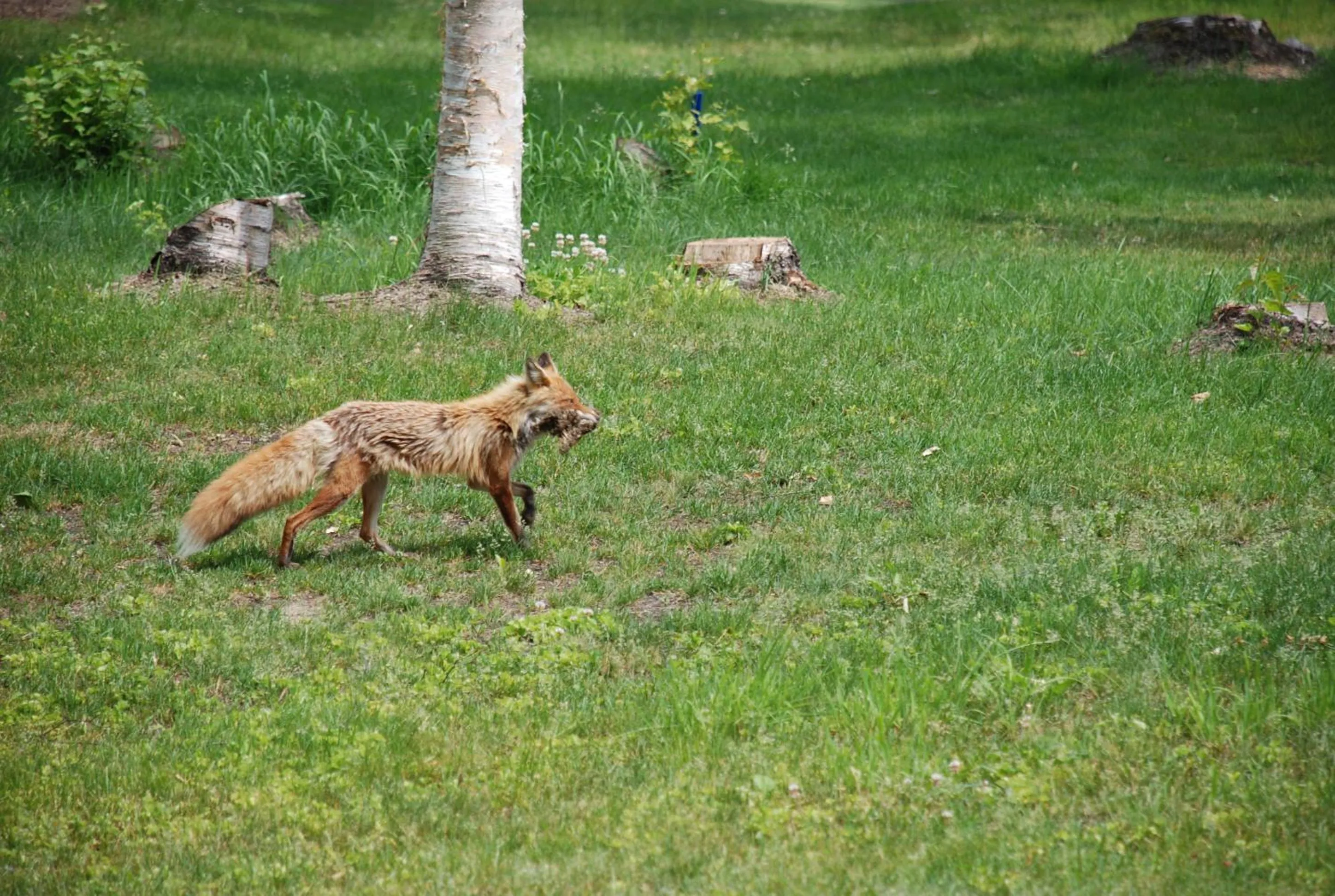Summer in Niseko Prince Hotel Hirafutei