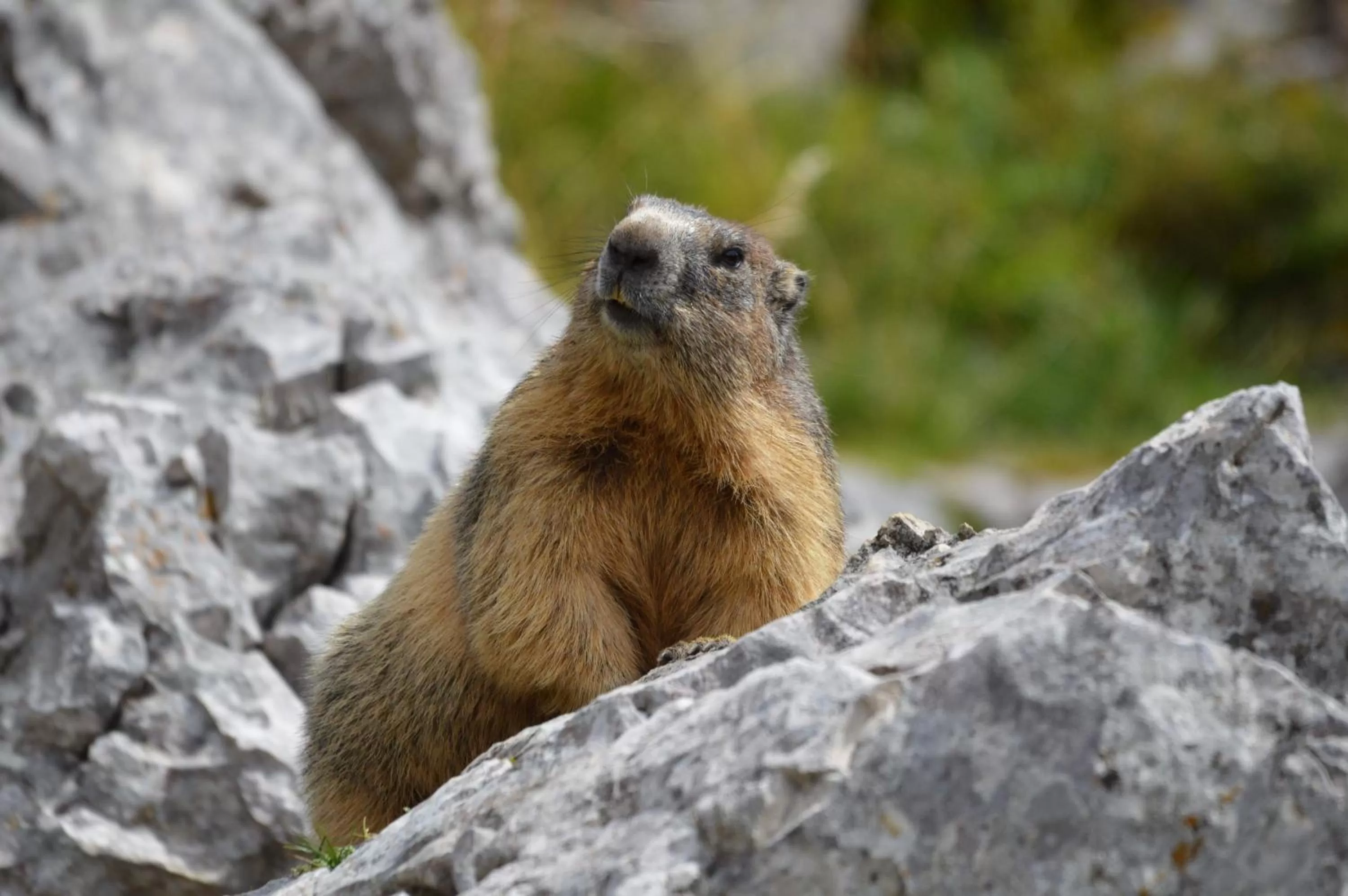 Other in L'Estapade des Tourelons