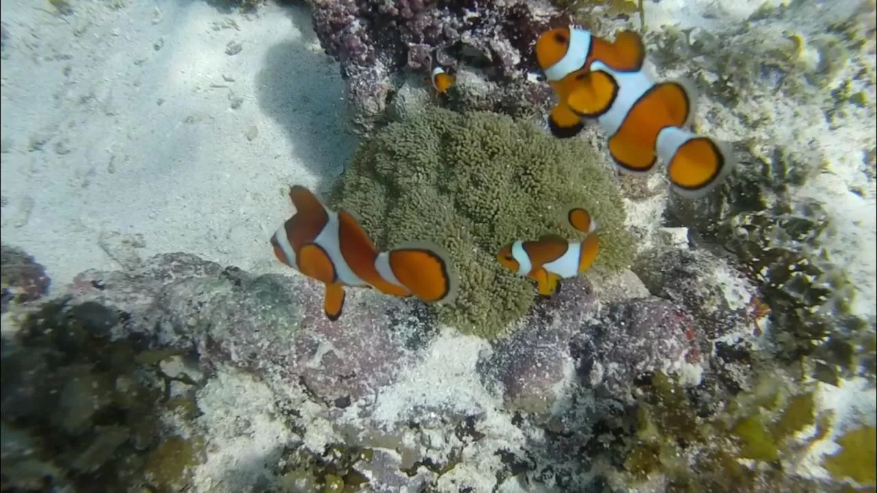 Activities, Other Animals in Rubin Resort