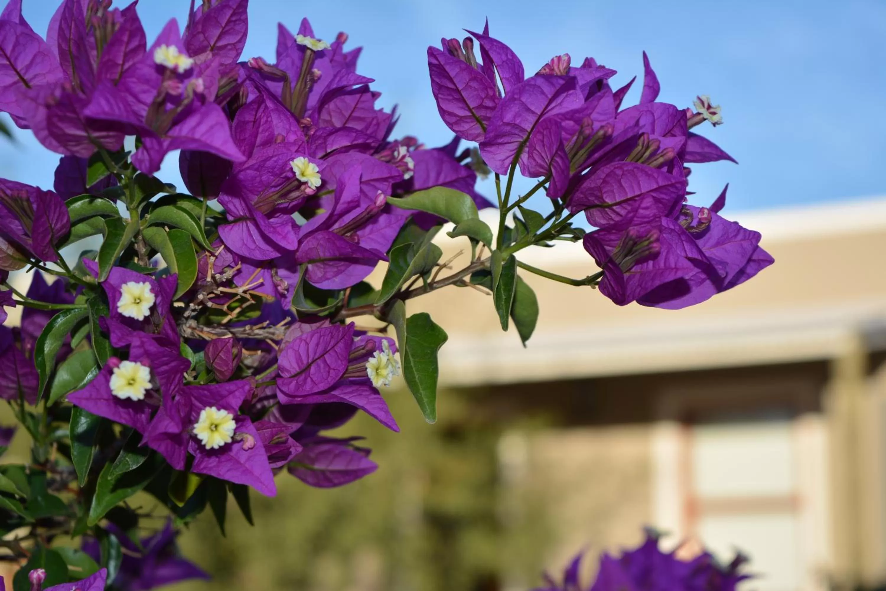 On site in Travellers Rest