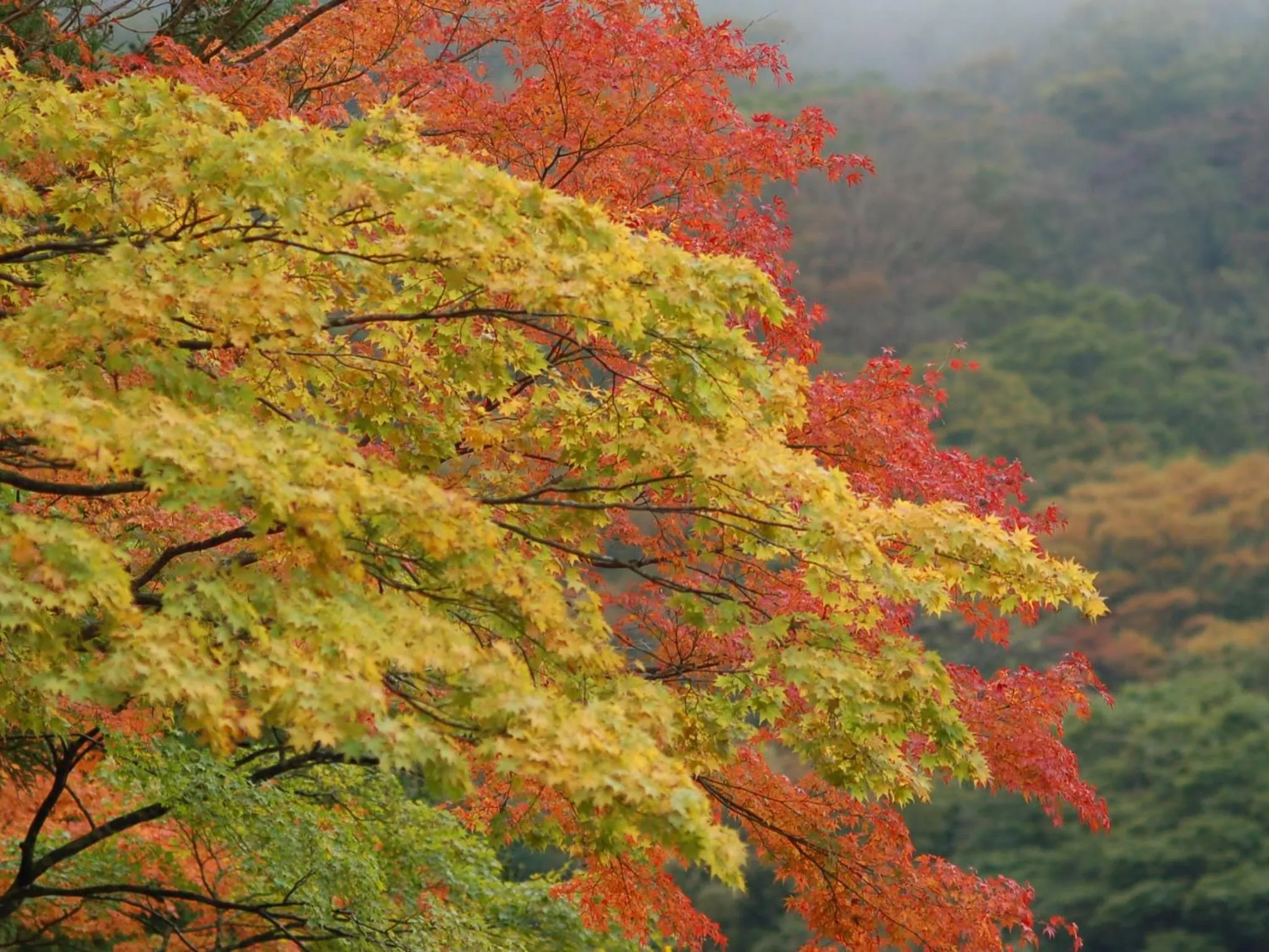 Natural landscape in Kinokuniya Ryokan
