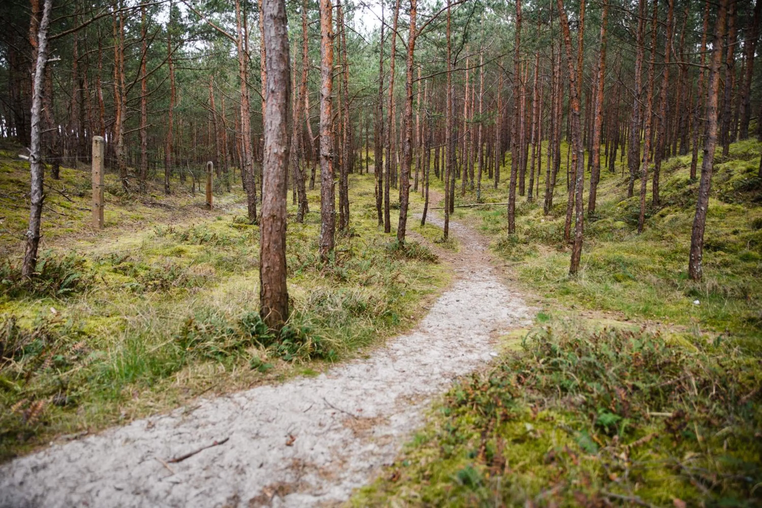 Natural landscape in Best Western Hotel Jurata
