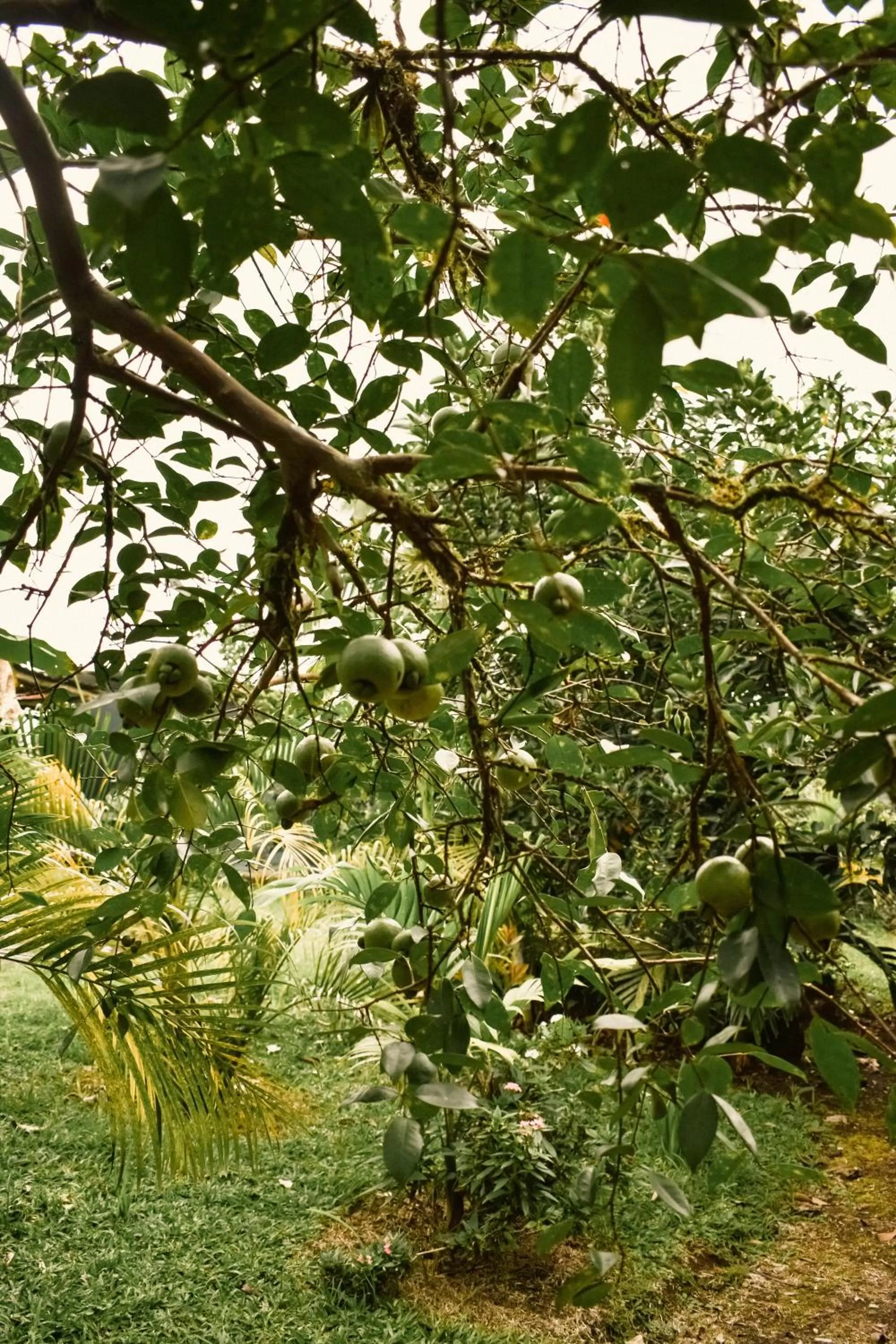 Hiking, Garden in Arenal Descanso