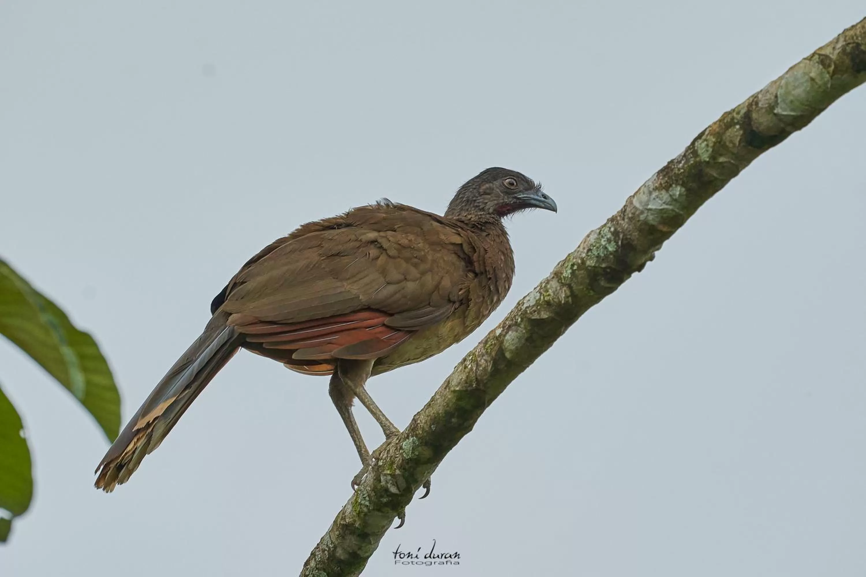 Birds & Breakfast Costa Rica