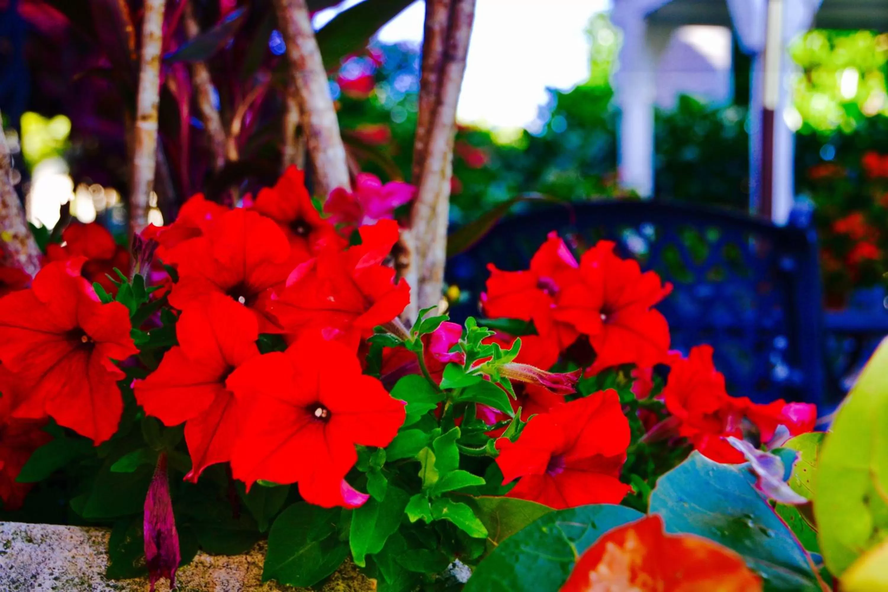 Garden in Sea Turtle Inn