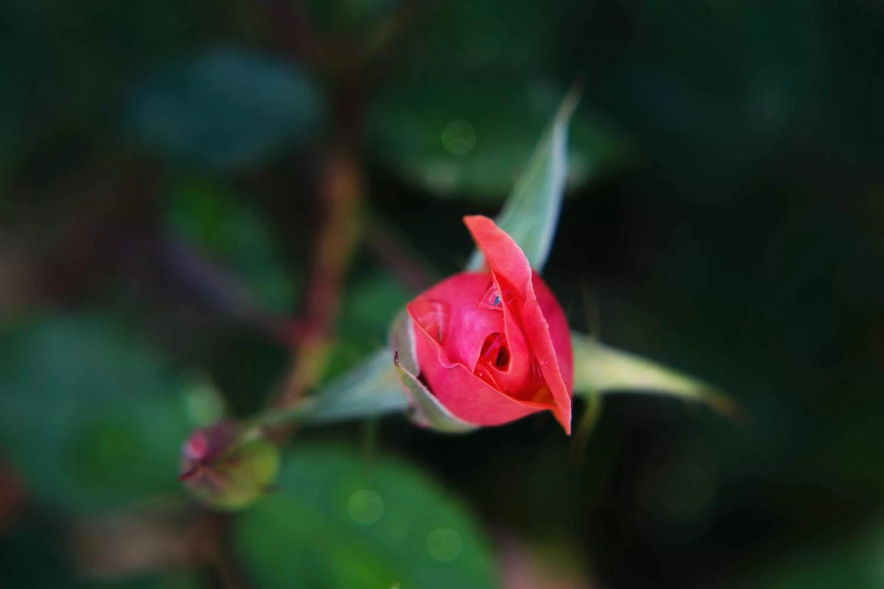 Garden in Forest Villas Hotel