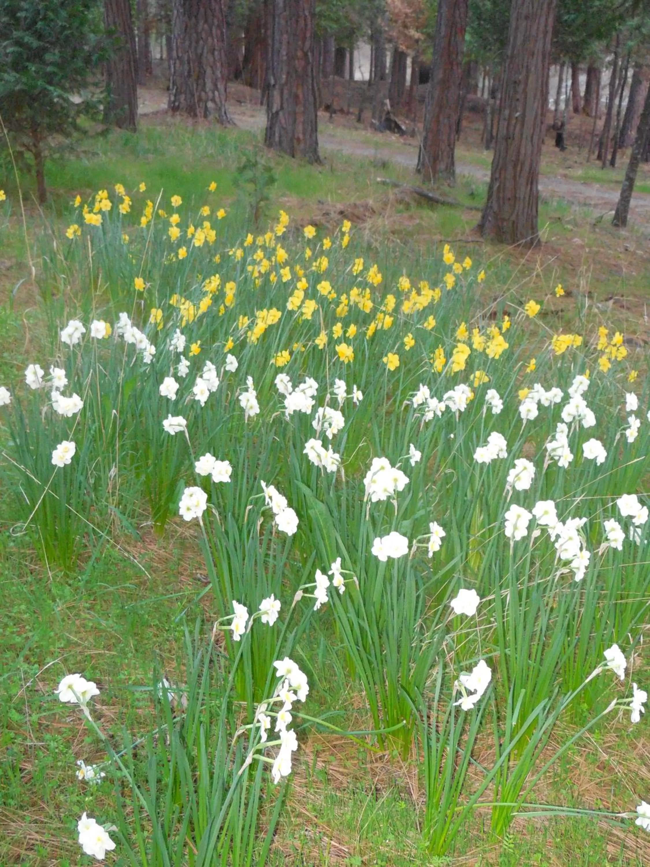 Property building in Yosemite Paradise Inn