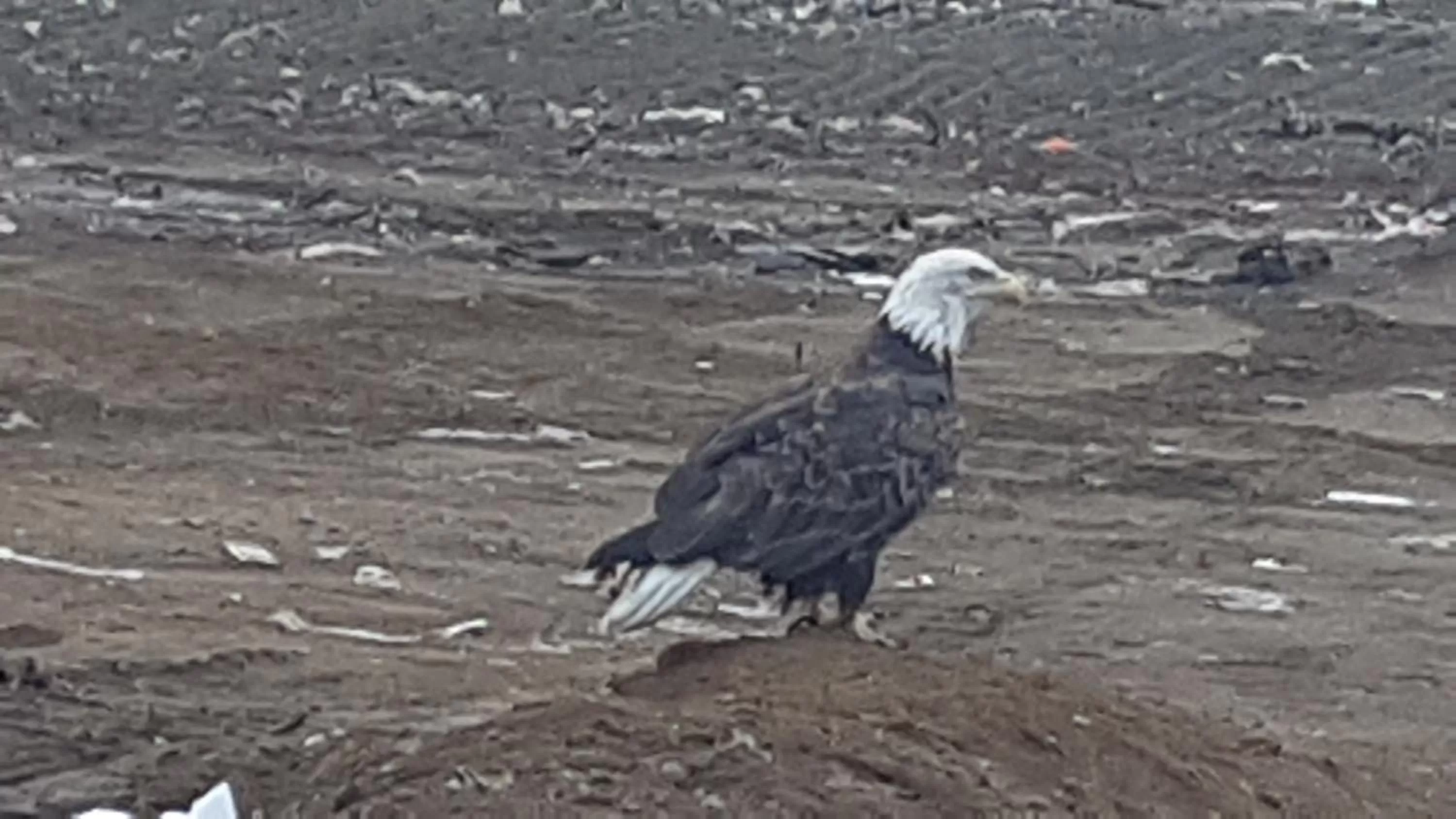 Animals in Executive Suites