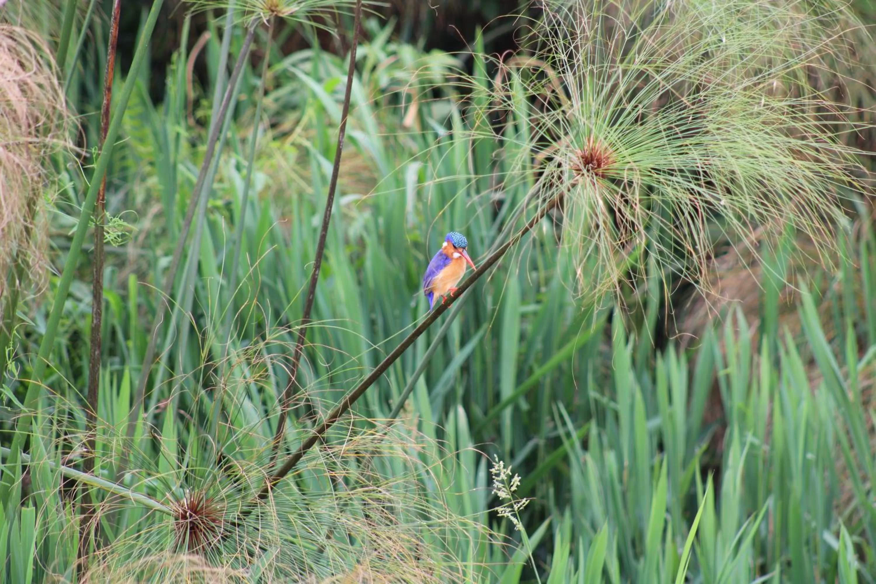 Animals in ViaVia Entebbe