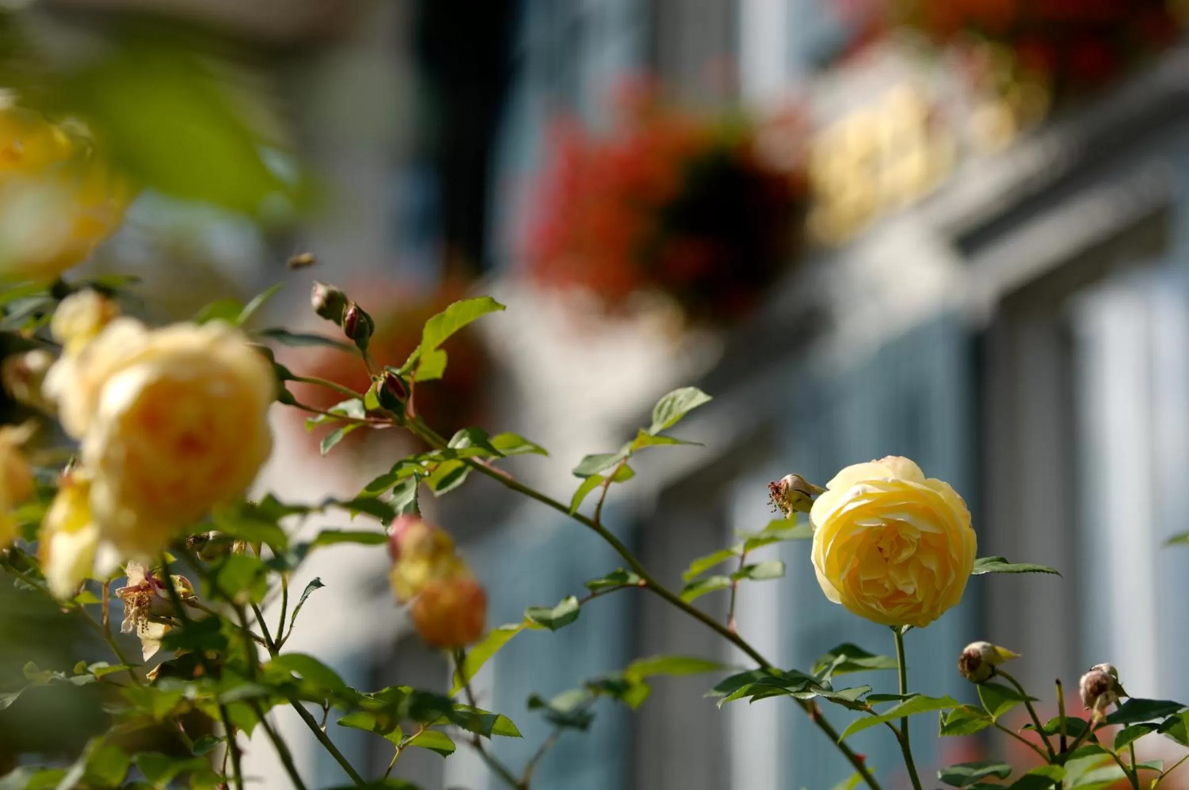 Garden in Hotel Beausite