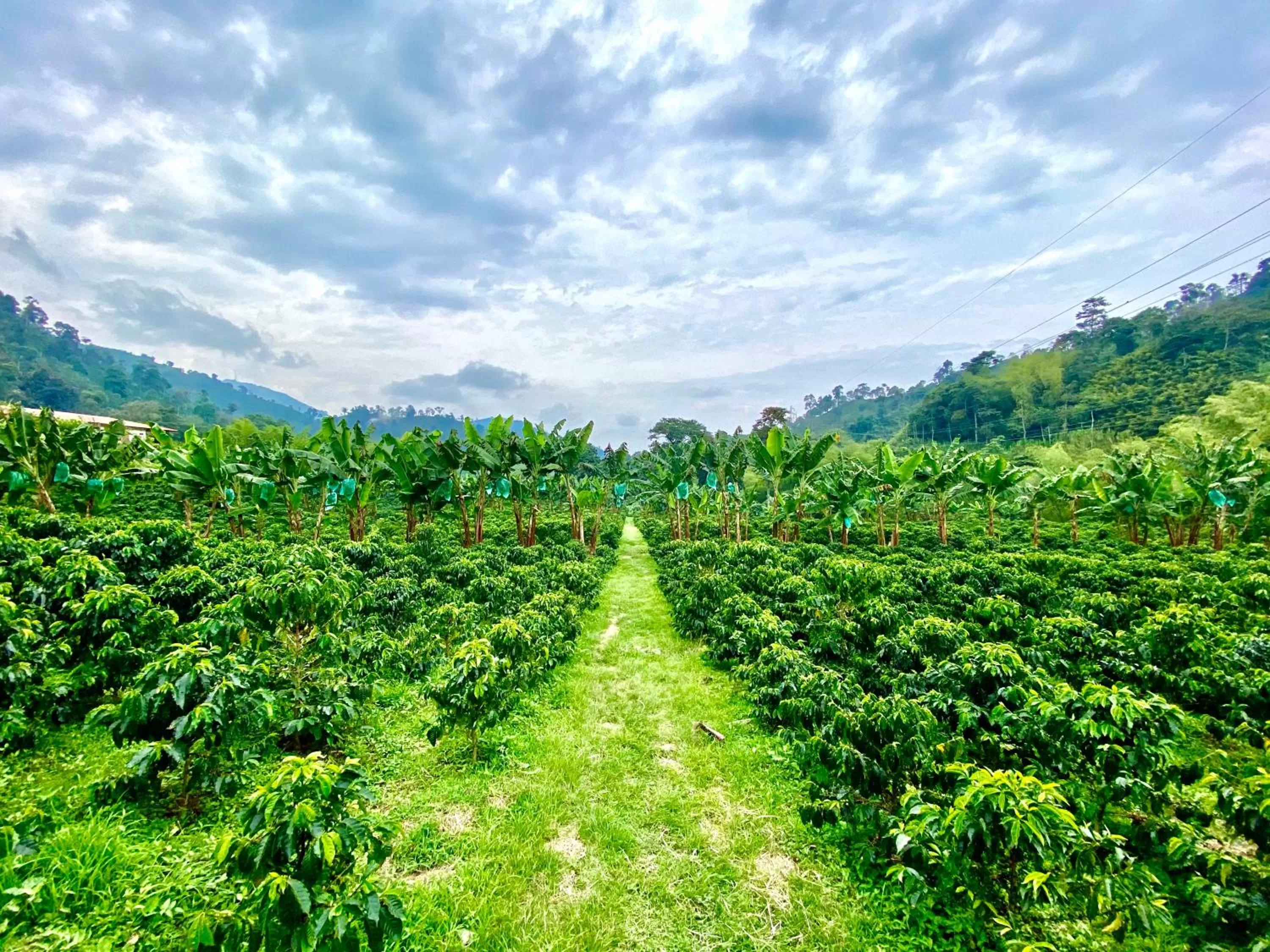 View (from property/room) in Hacienda Venecia Coffee Farm Hotel