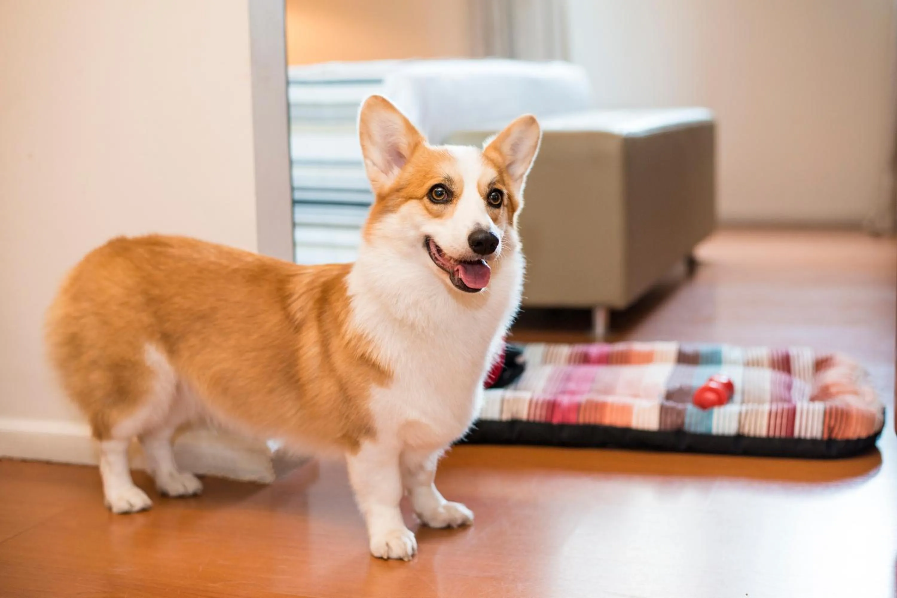 Pets in eSuites Spa Lagoa Santa