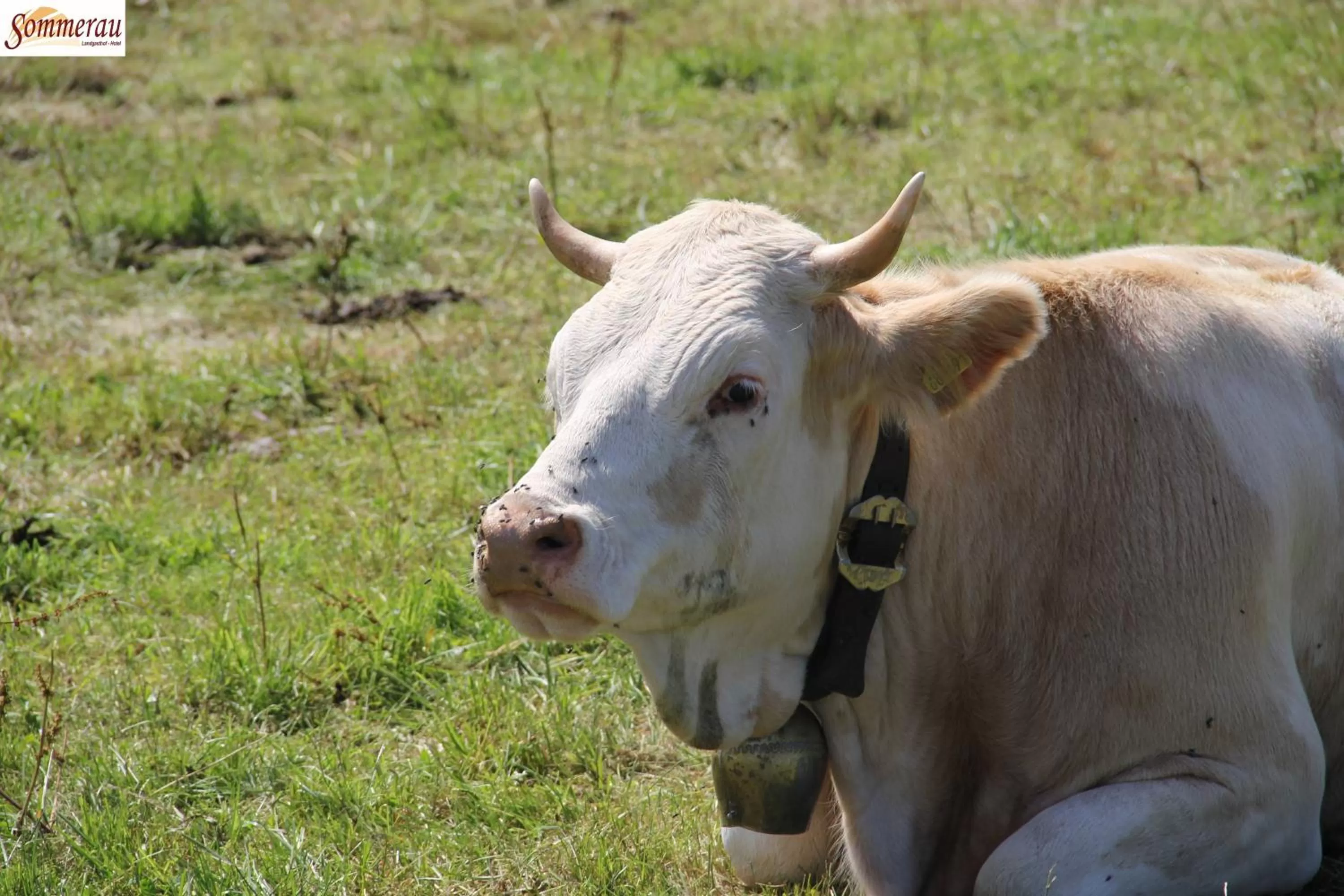 Animals in Landhaus Sommerau