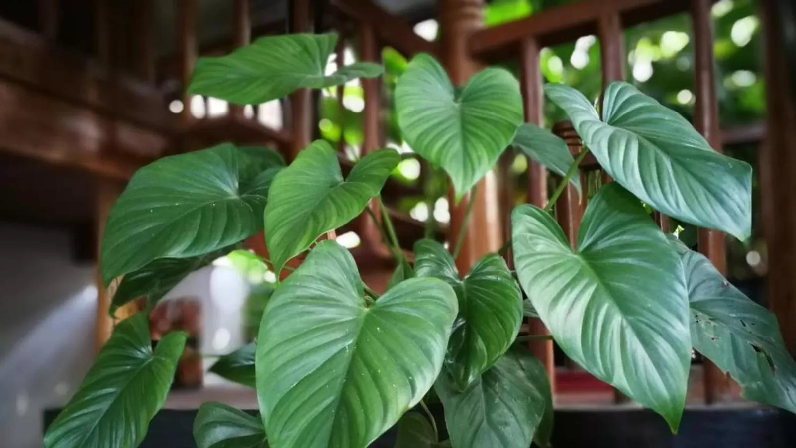 Garden in Maison Model d'Angkor