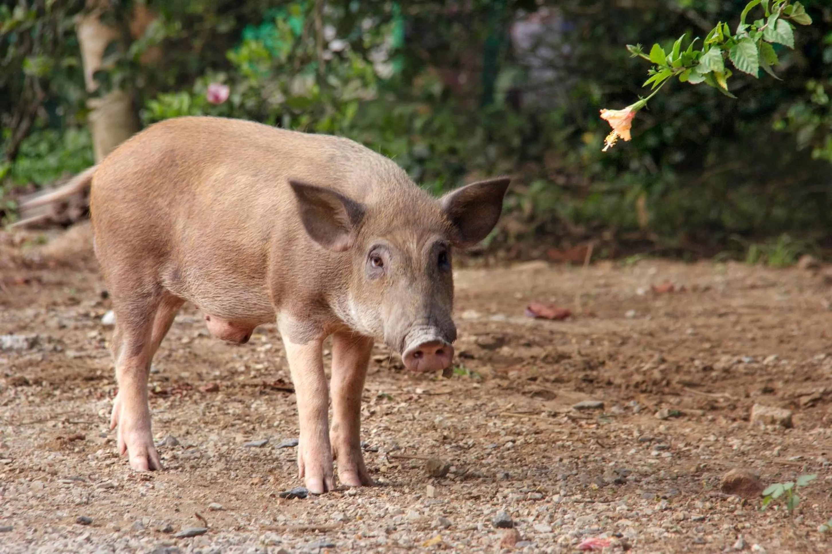 Animals in Khao Sok Palmview Resort