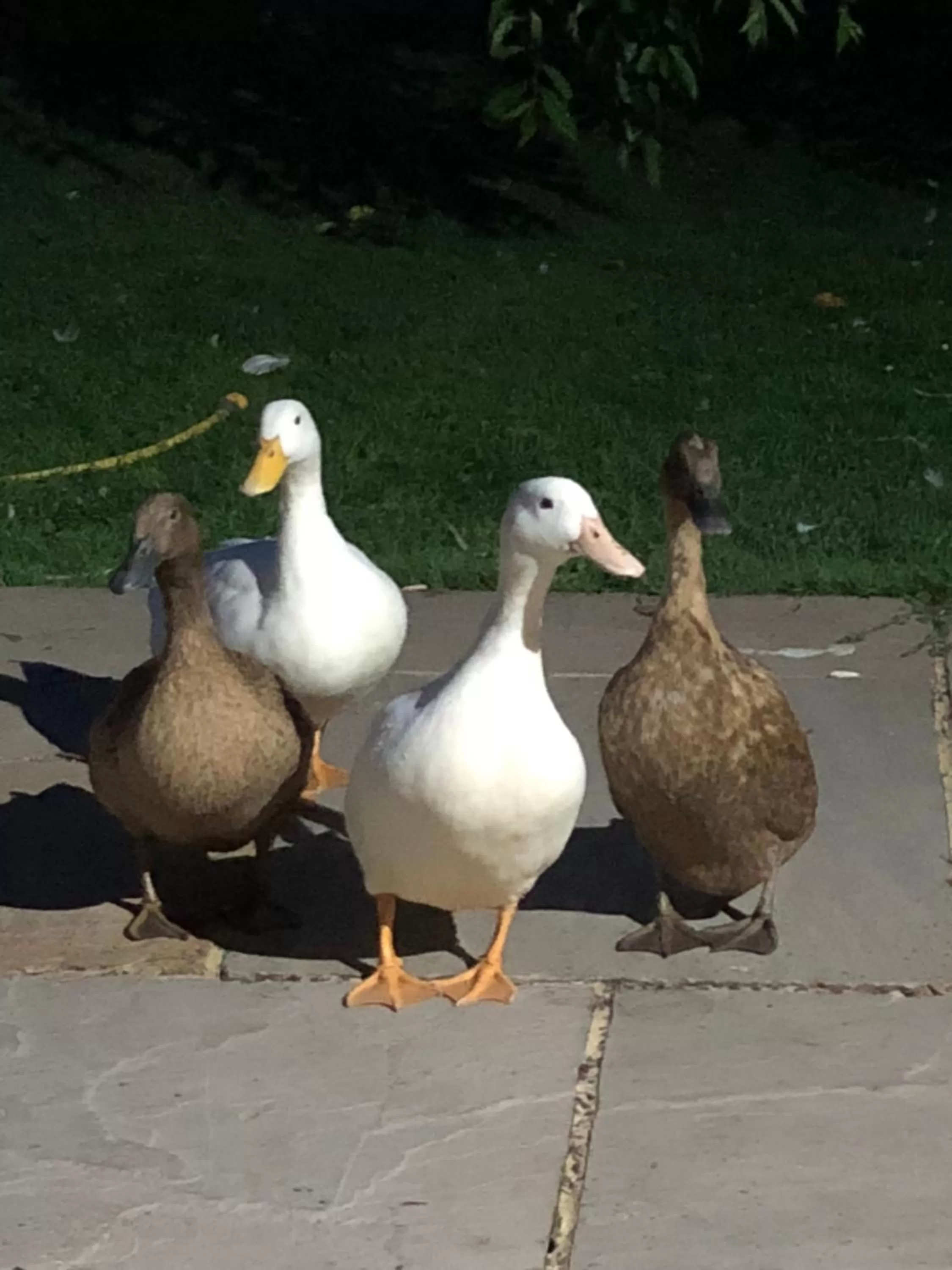 Animals in West View Lodge