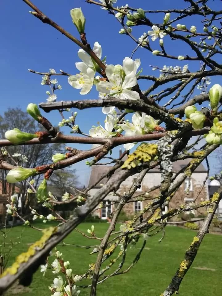 Other Animals in La Majolique