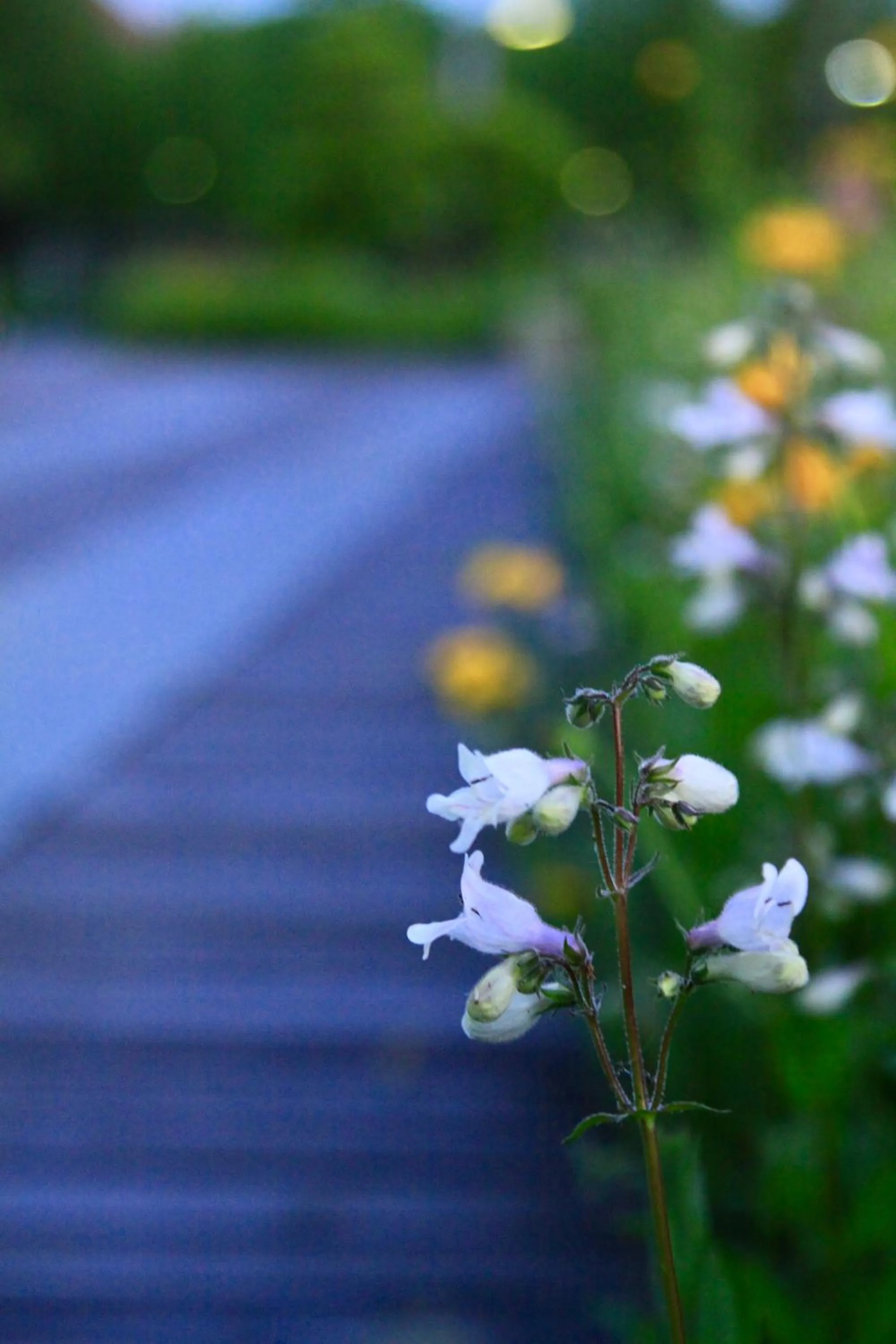 Summer in Fairmont Yangcheng Lake
