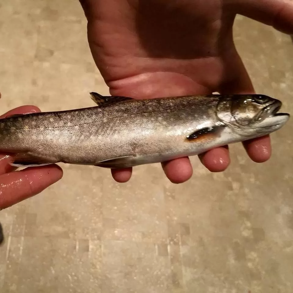 Fishing in Spillover Motel and Inn