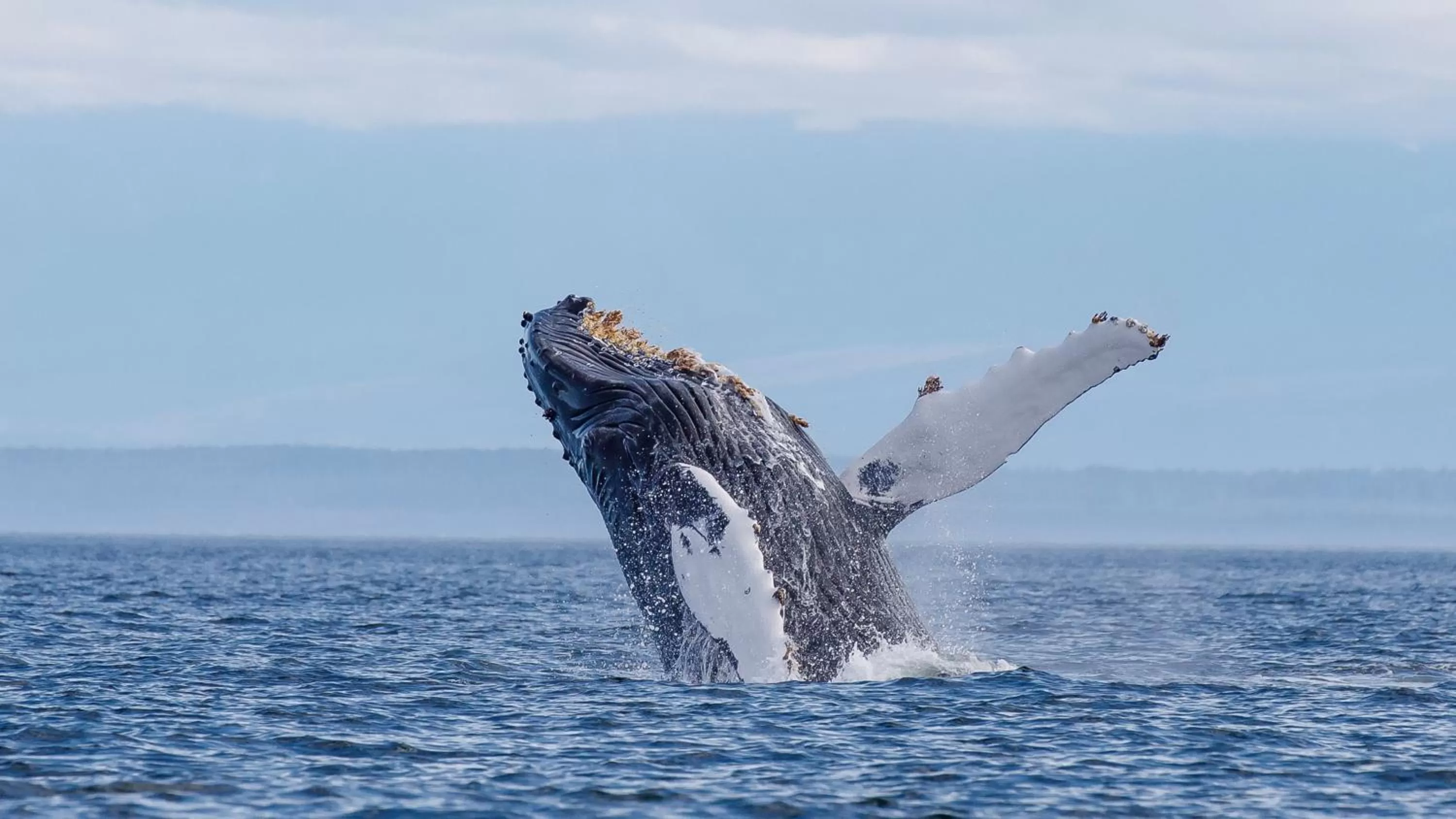 Animals, Other Animals in Money Pennies Bed and Breakfast