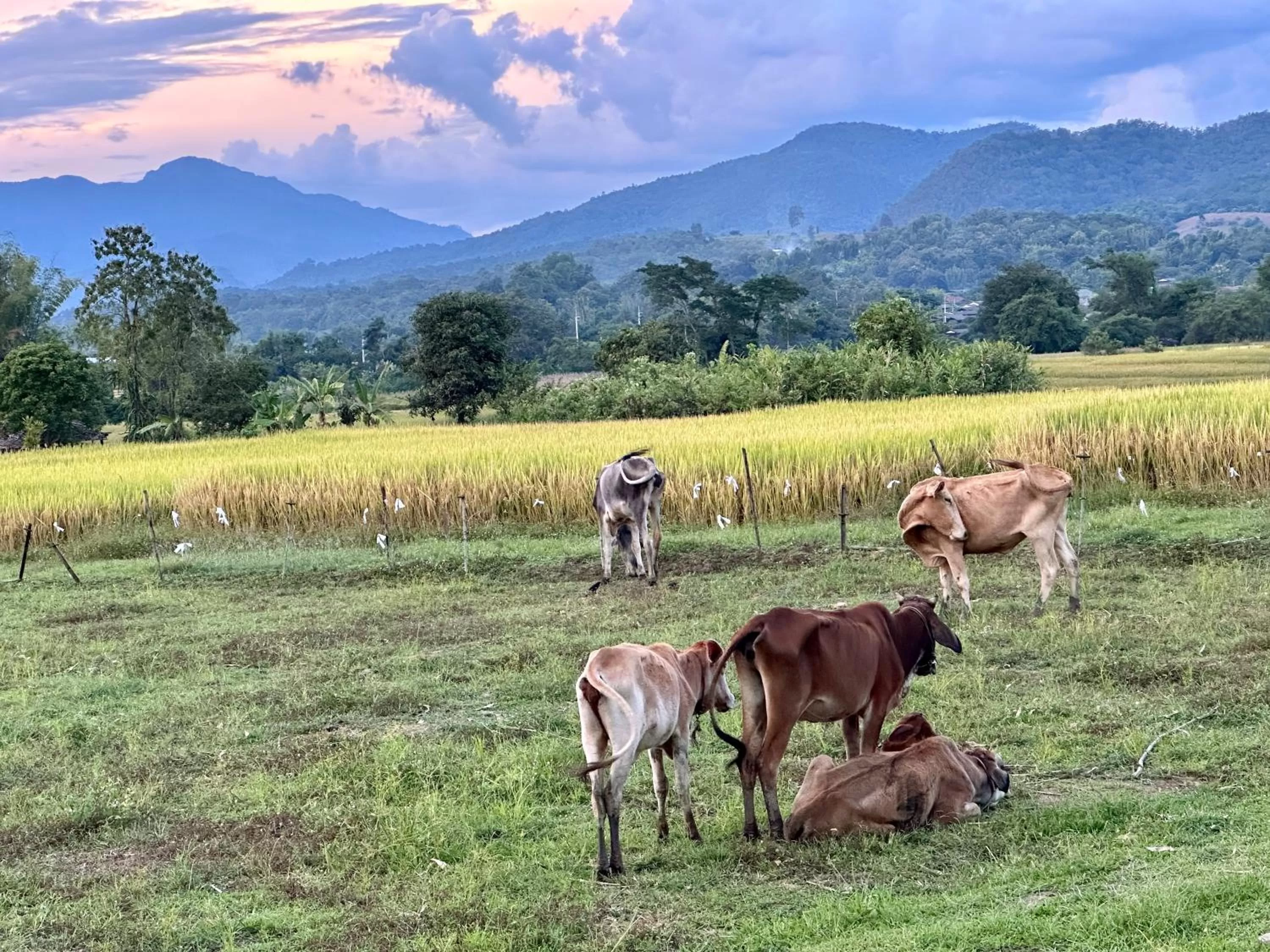 Natural landscape in Pura Vida Pai Resort