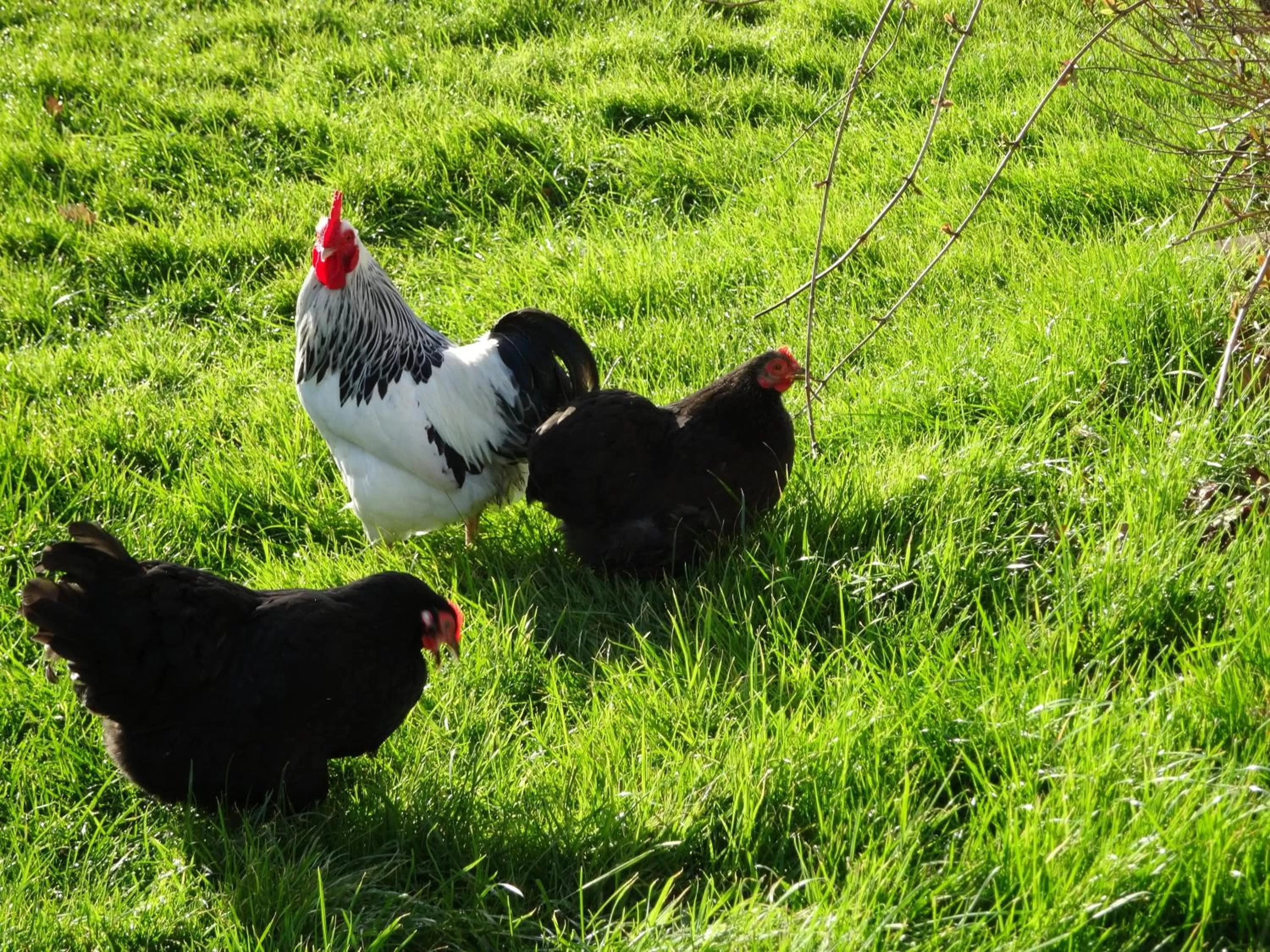 Pets in Hunters Croft