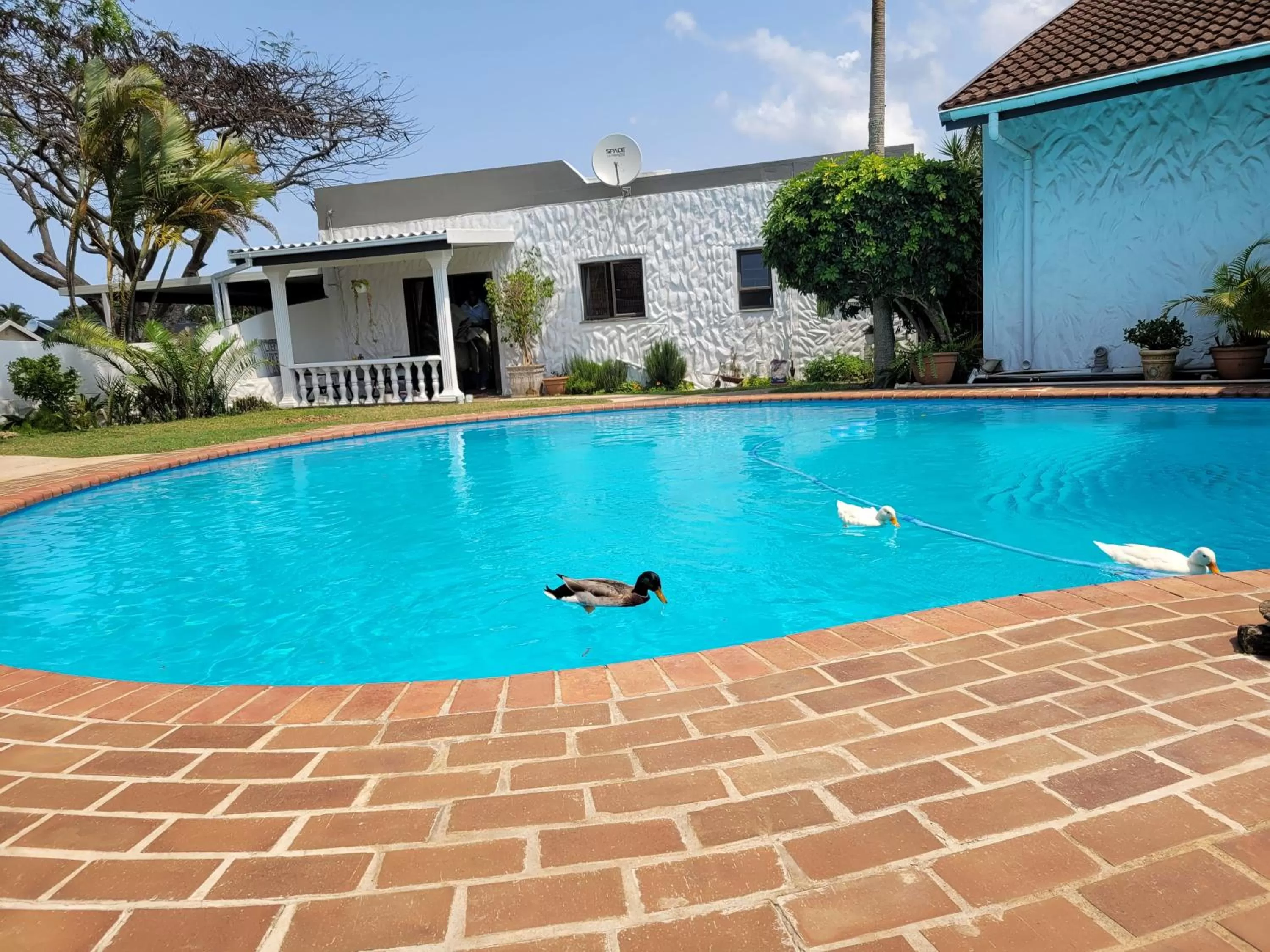 Swimming Pool in Umuzi Guest House