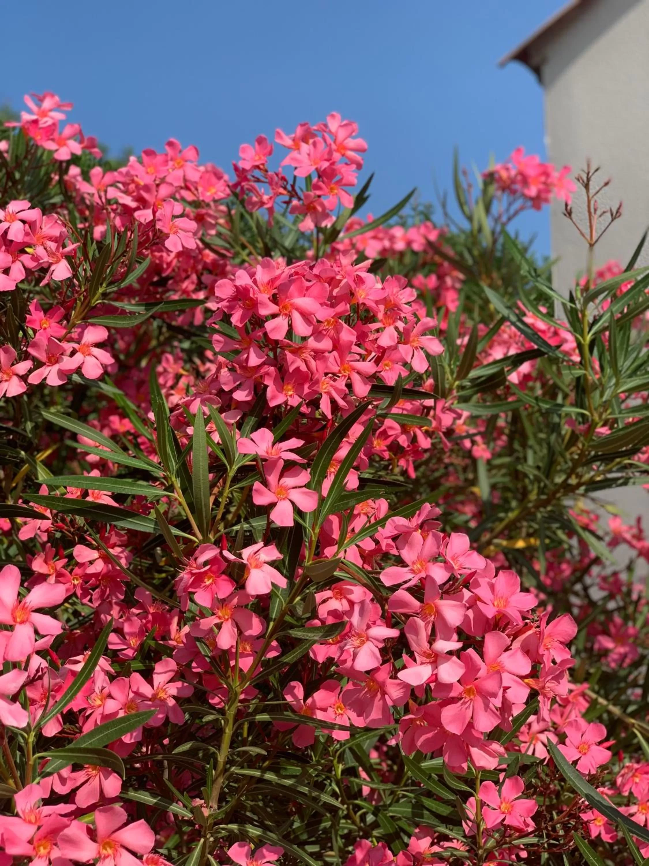 Garden in Residence Melody - Adult only