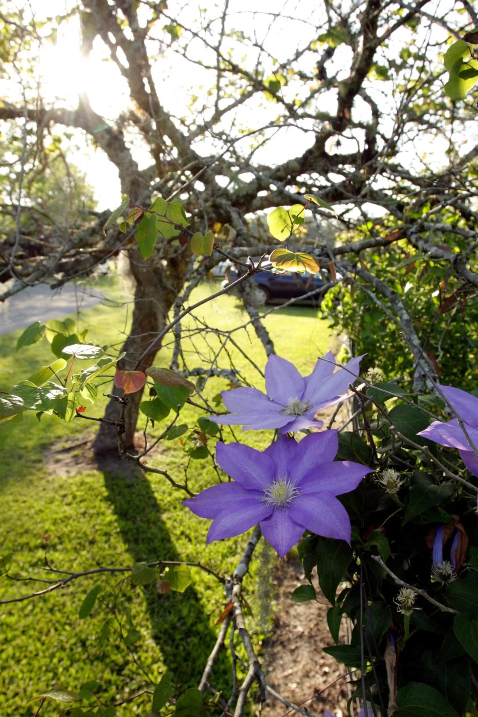 Garden in Dublin Farm