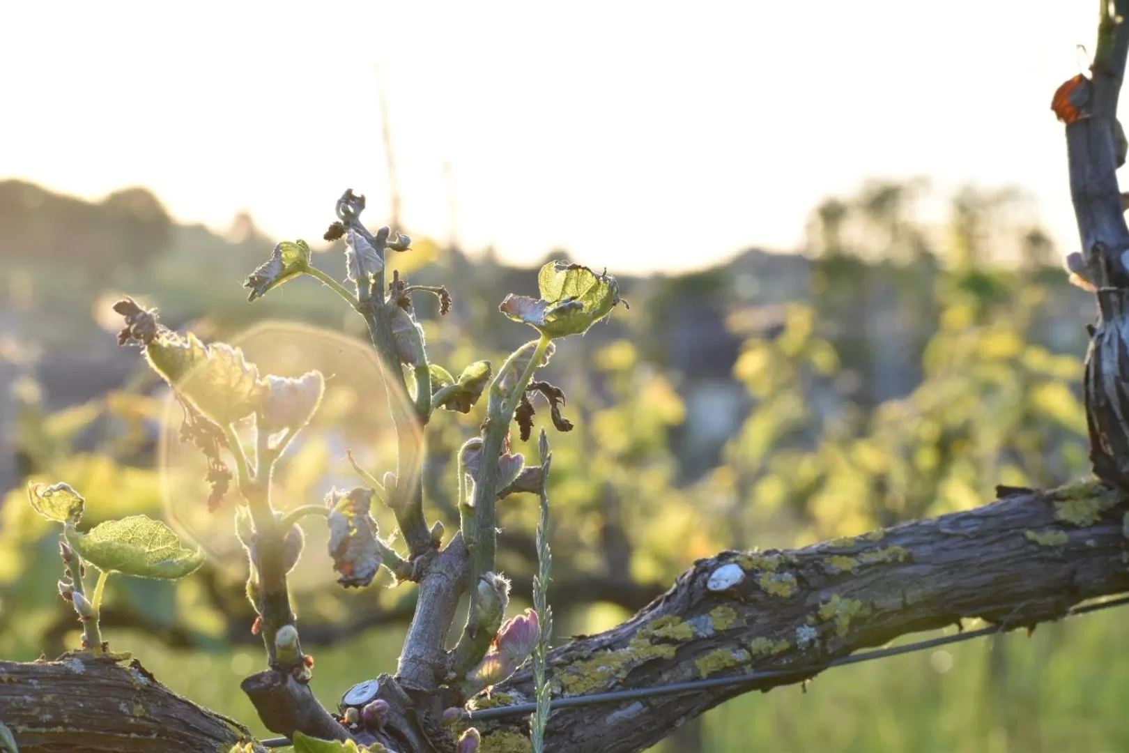 Wijndomein Zwaeneberg