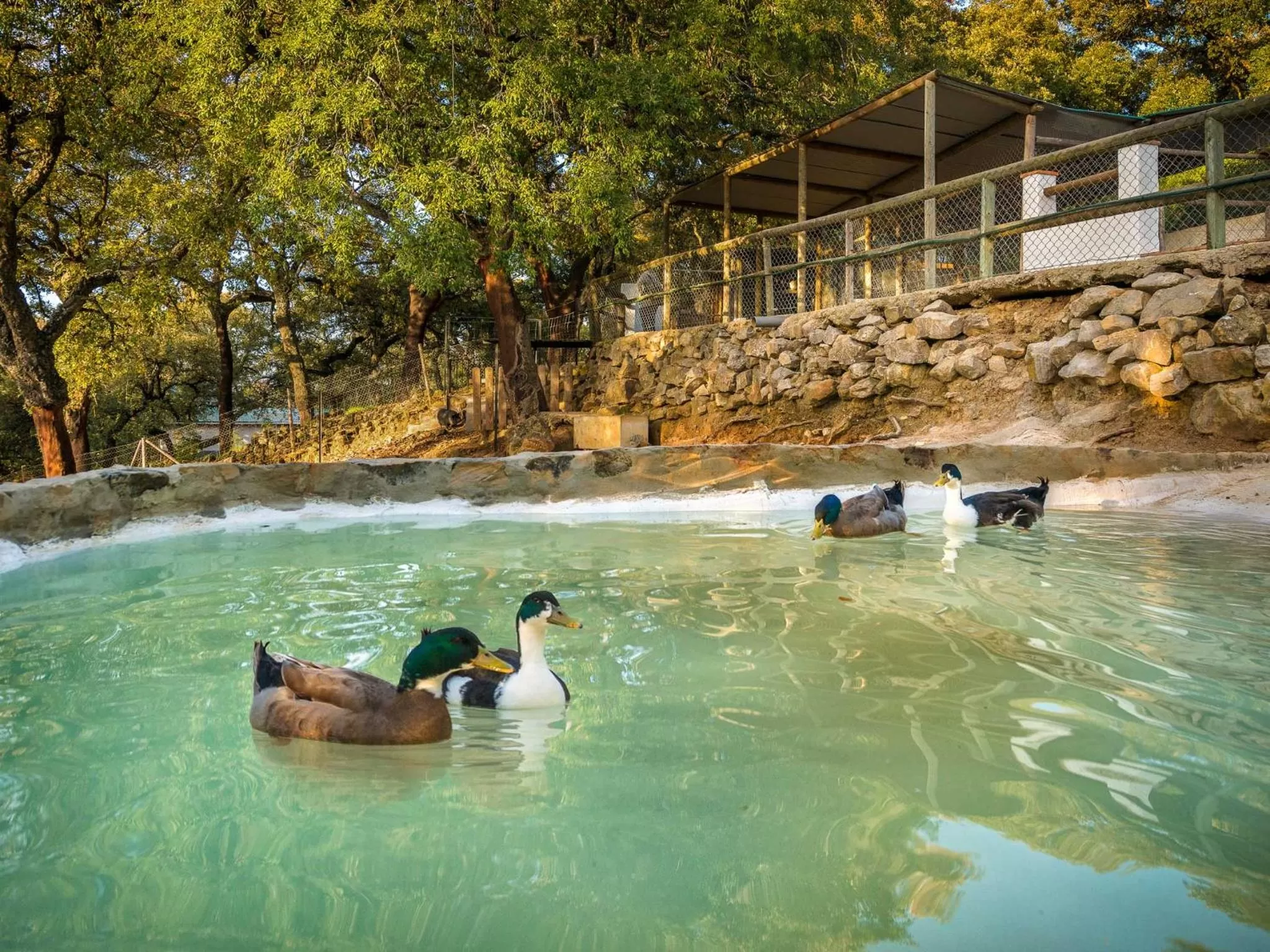 Animals in Hotel Fuerte Grazalema