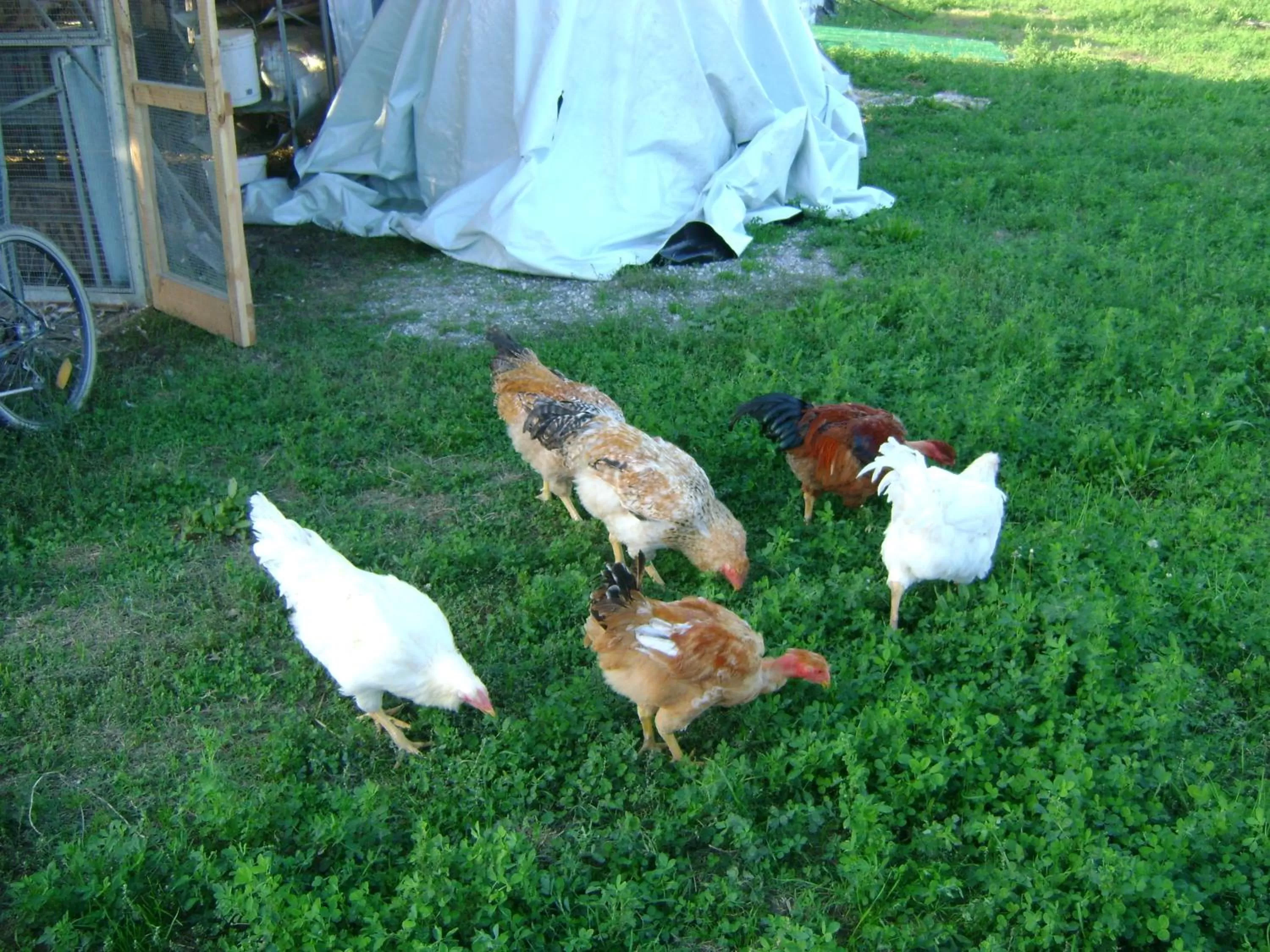 Pets in B&B Lattemiele