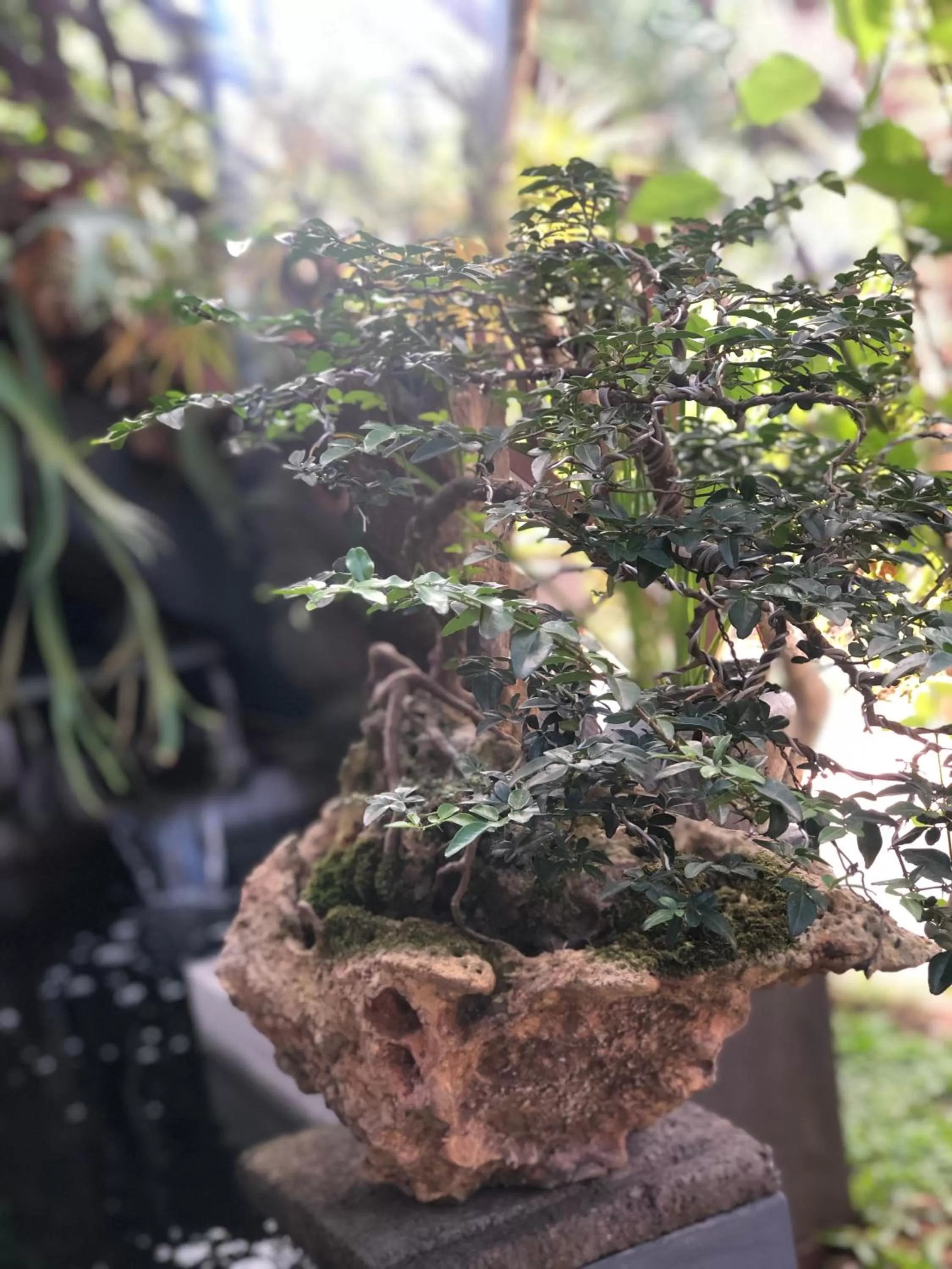 Garden in The Hidden Bali Inn