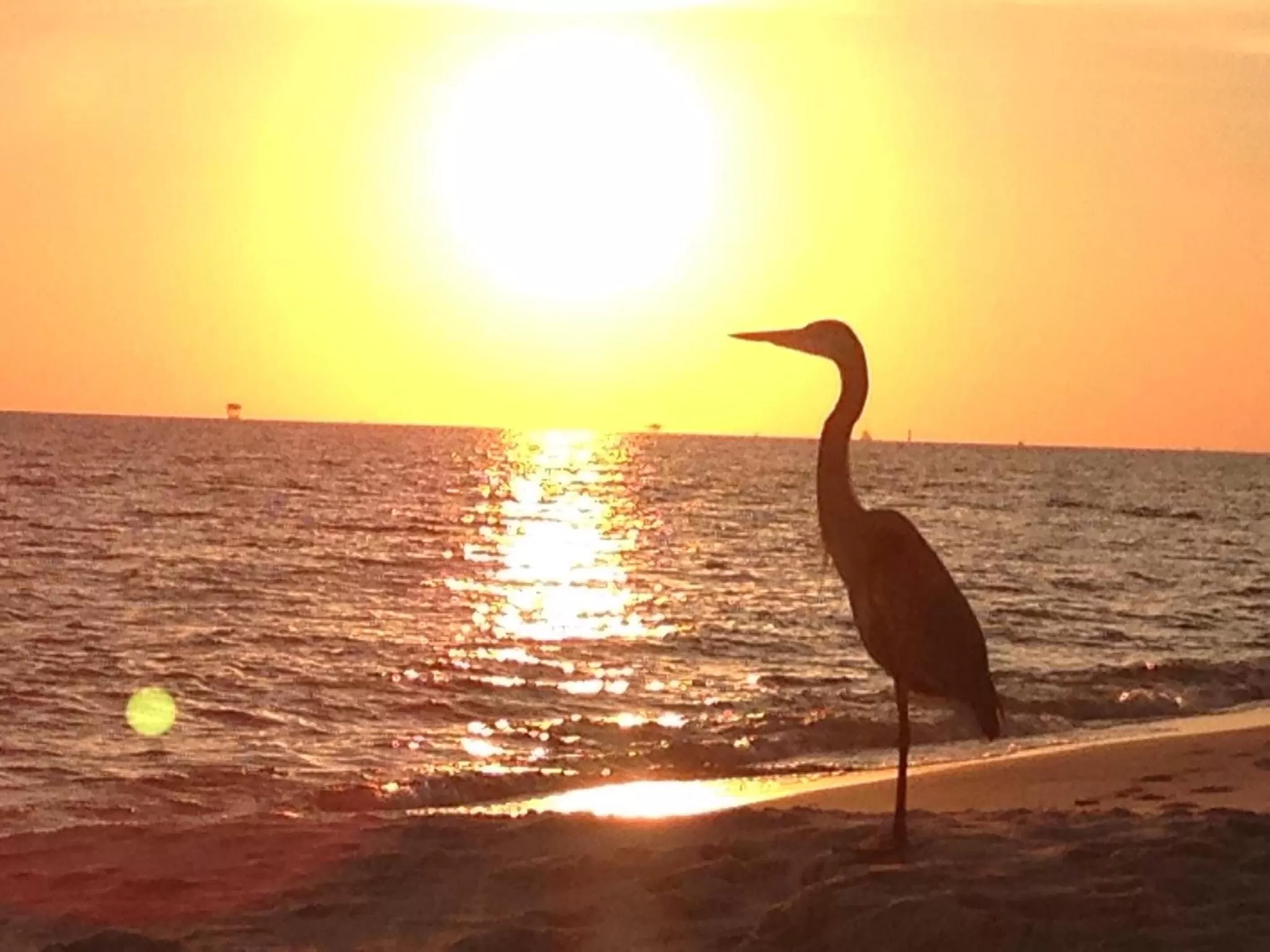 Animals in Gulf Shores Plantation West #1250