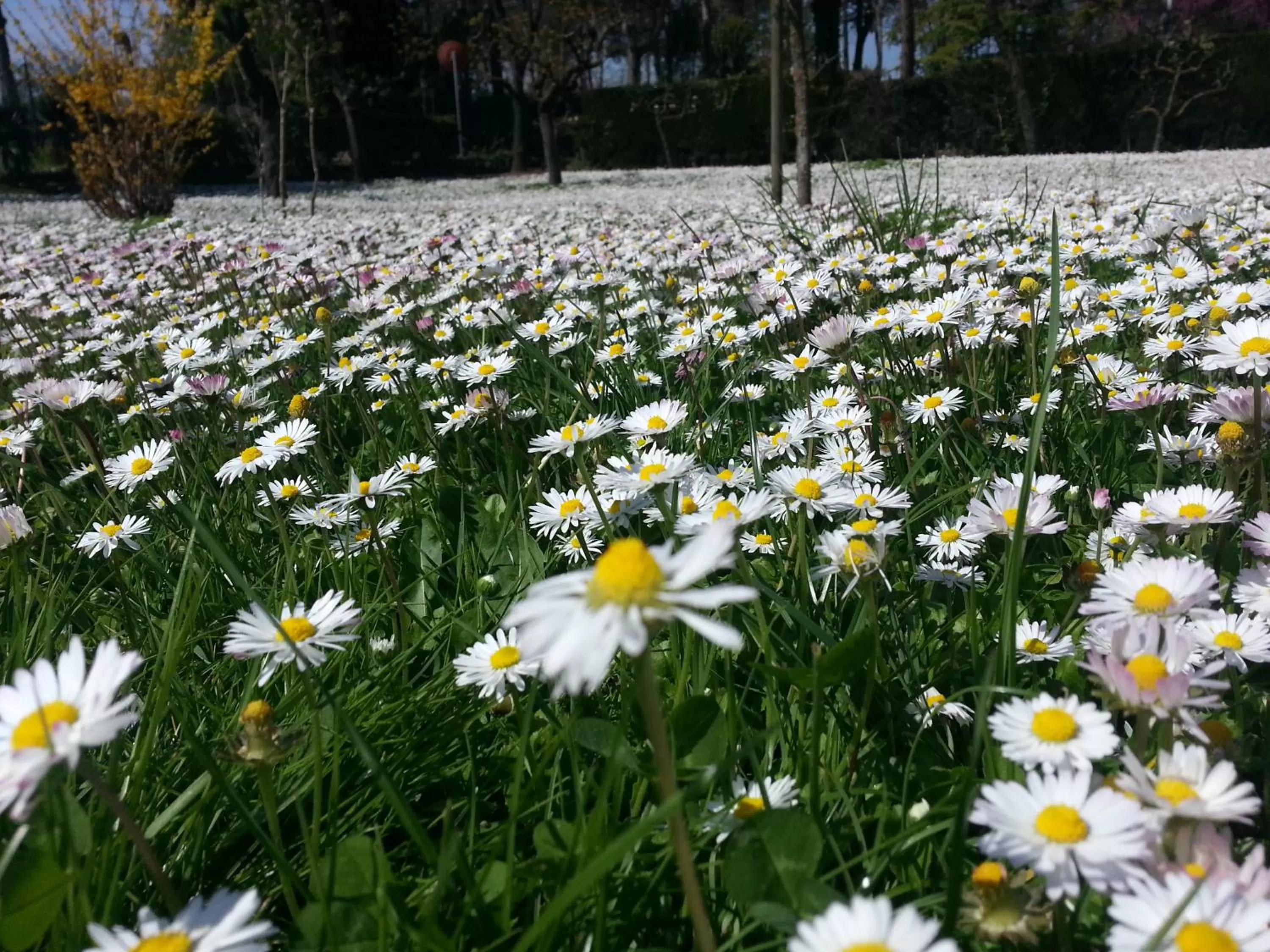 Spring in Al Villino del Sole
