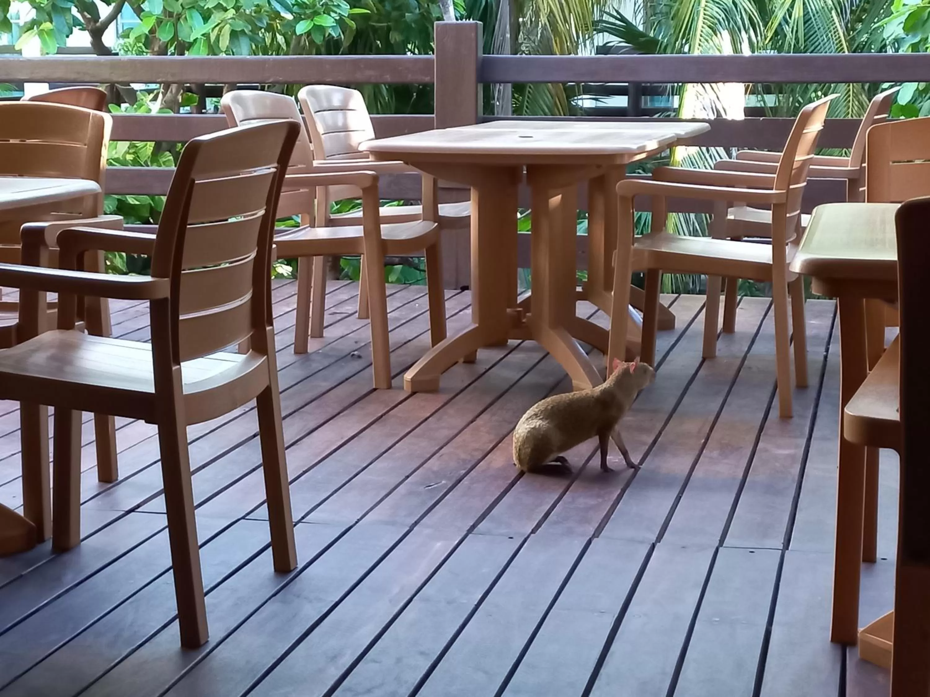 Garden view in Posada Sian Kaan Playa del Carmen - Wellness Oriented Hotel