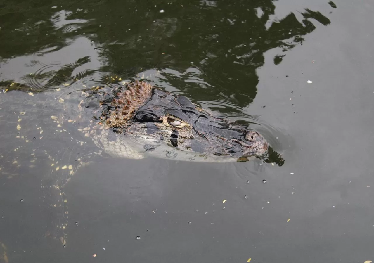 Animals in Uiara Amazon Resort