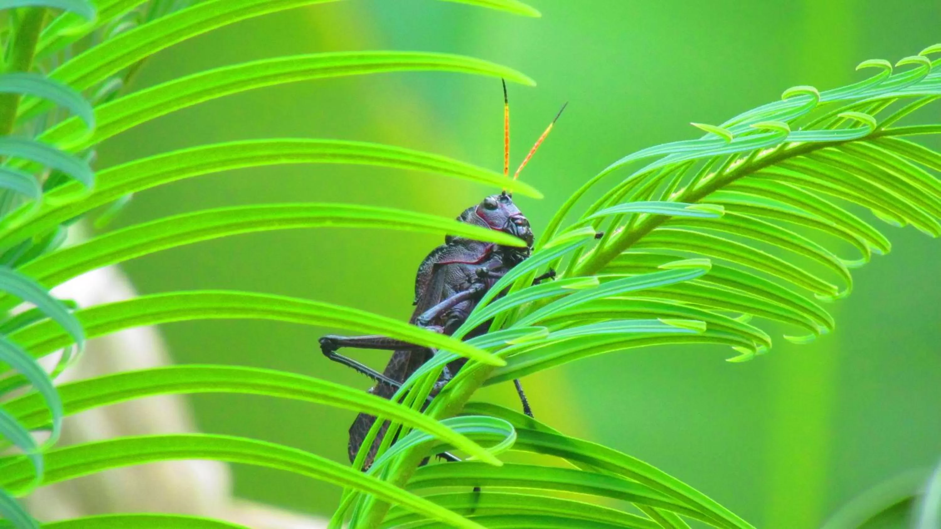 Animals, Other Animals in Hotel Playa Westfalia