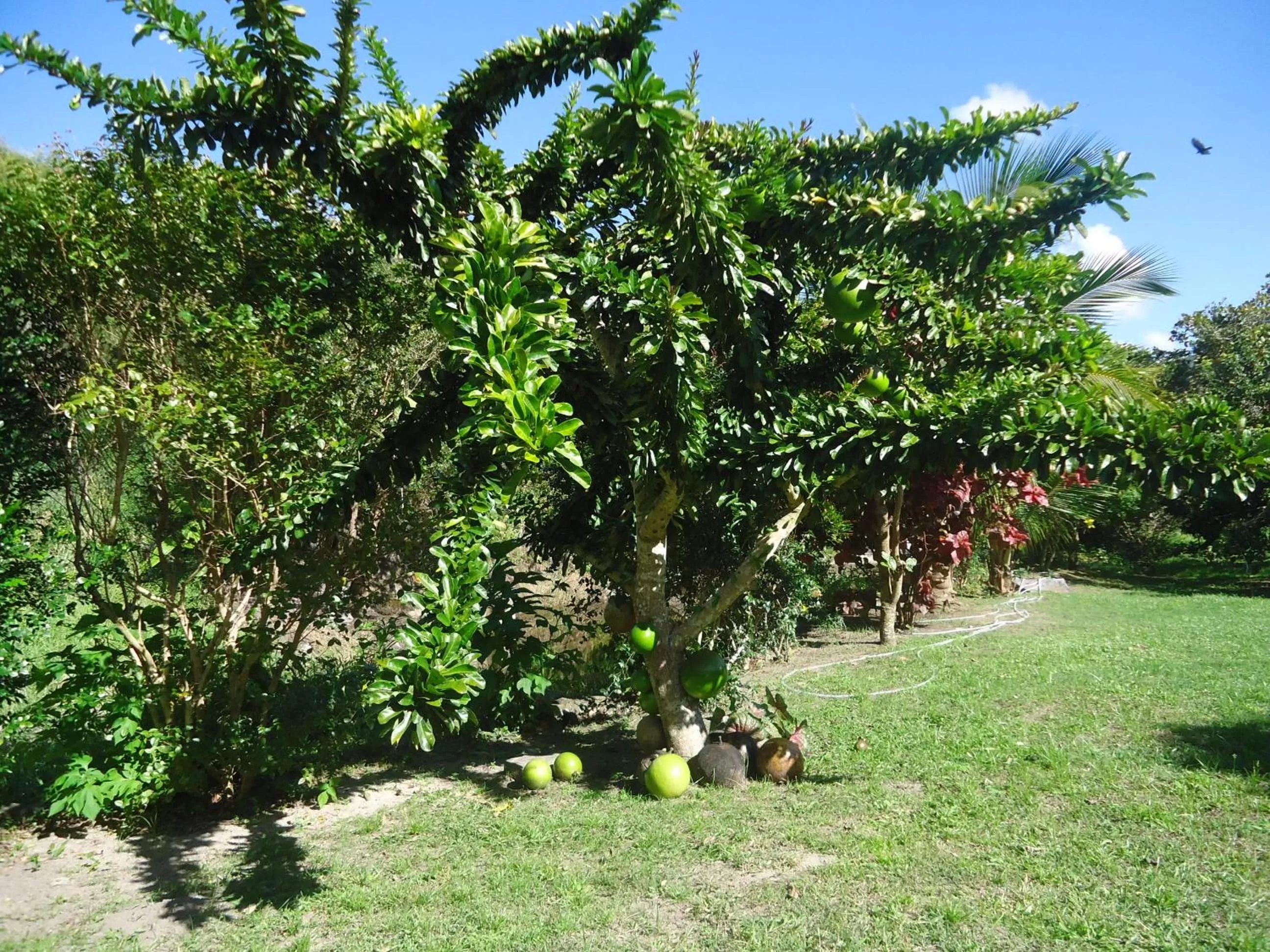 Garden in Pousada Aba da Serra
