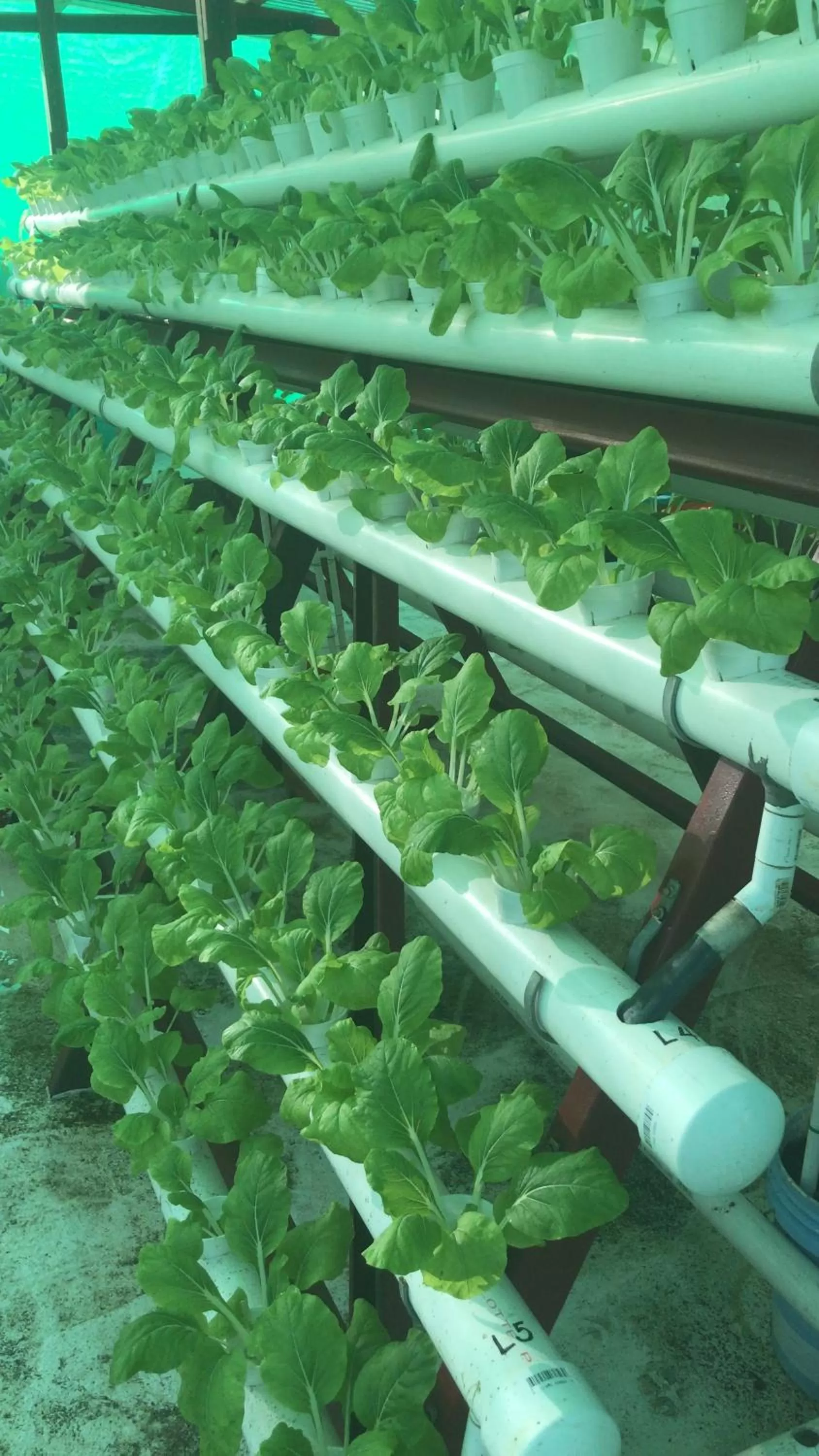 Other Animals in Yogi Dives B&B