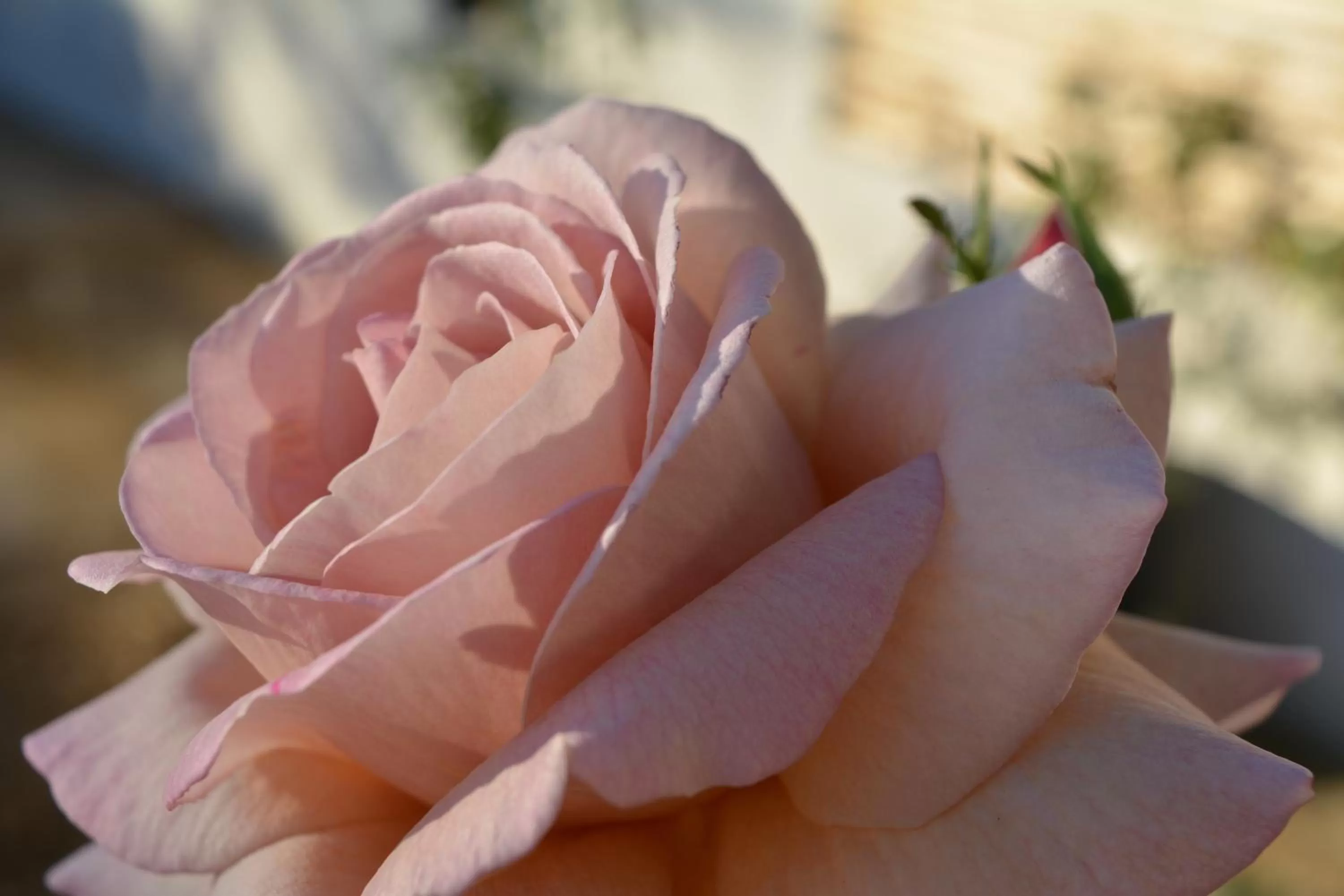 Spring in Travellers Rest