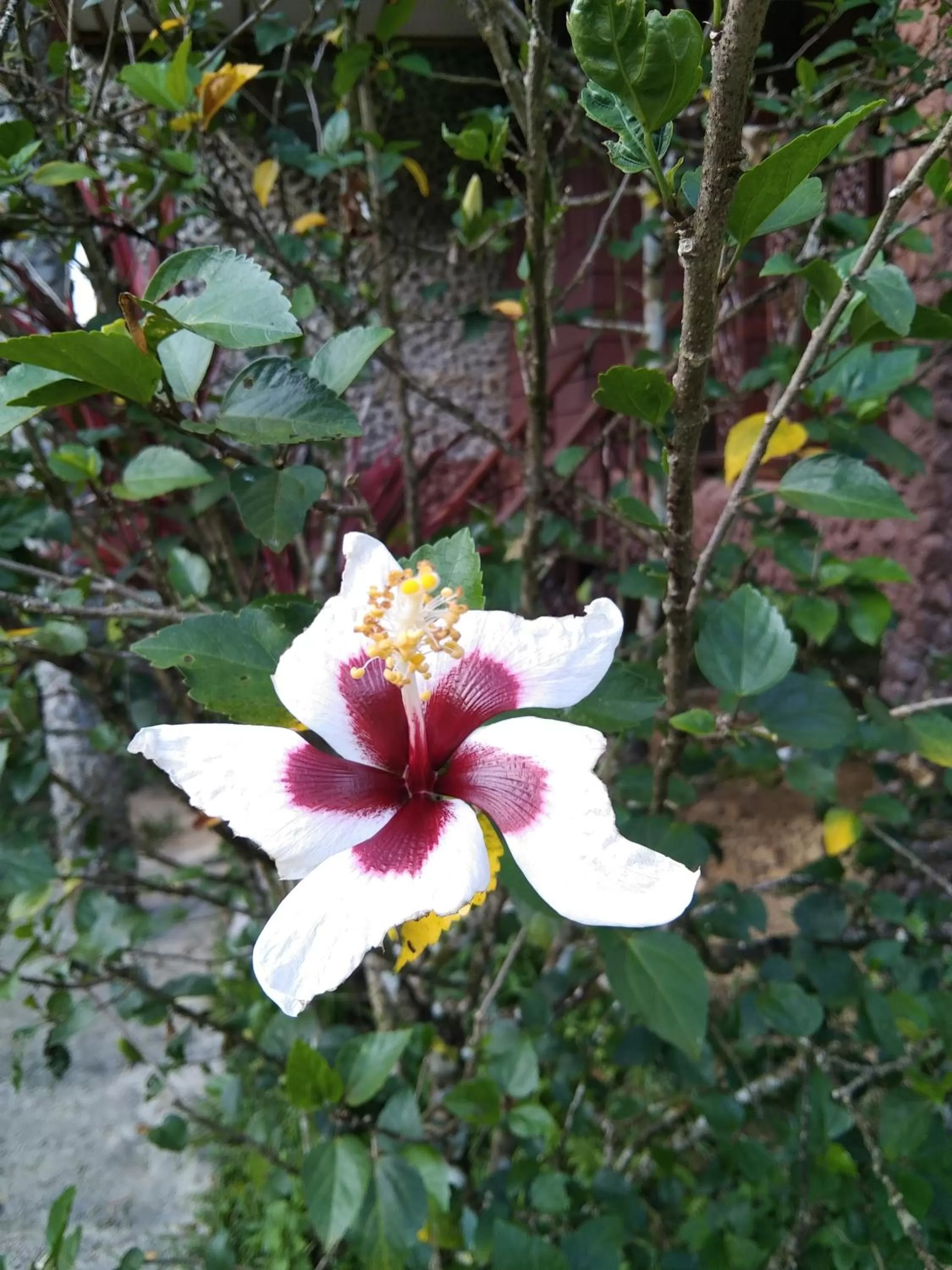 Garden in Khao Sok River & Jungle Resort