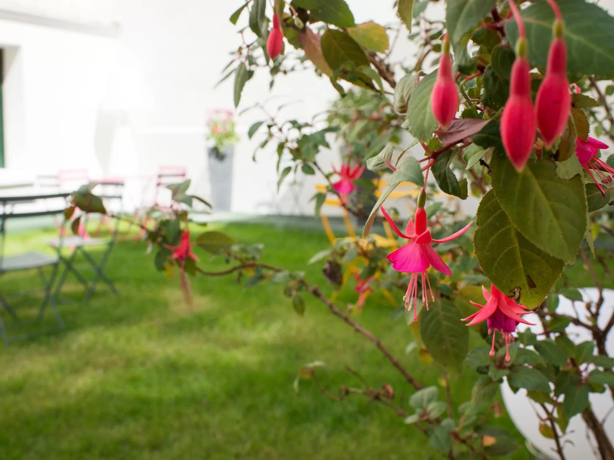 Garden in Hôtel des Batignolles