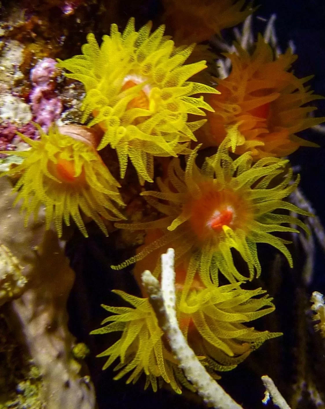 Snorkeling in Coral Sun Beach